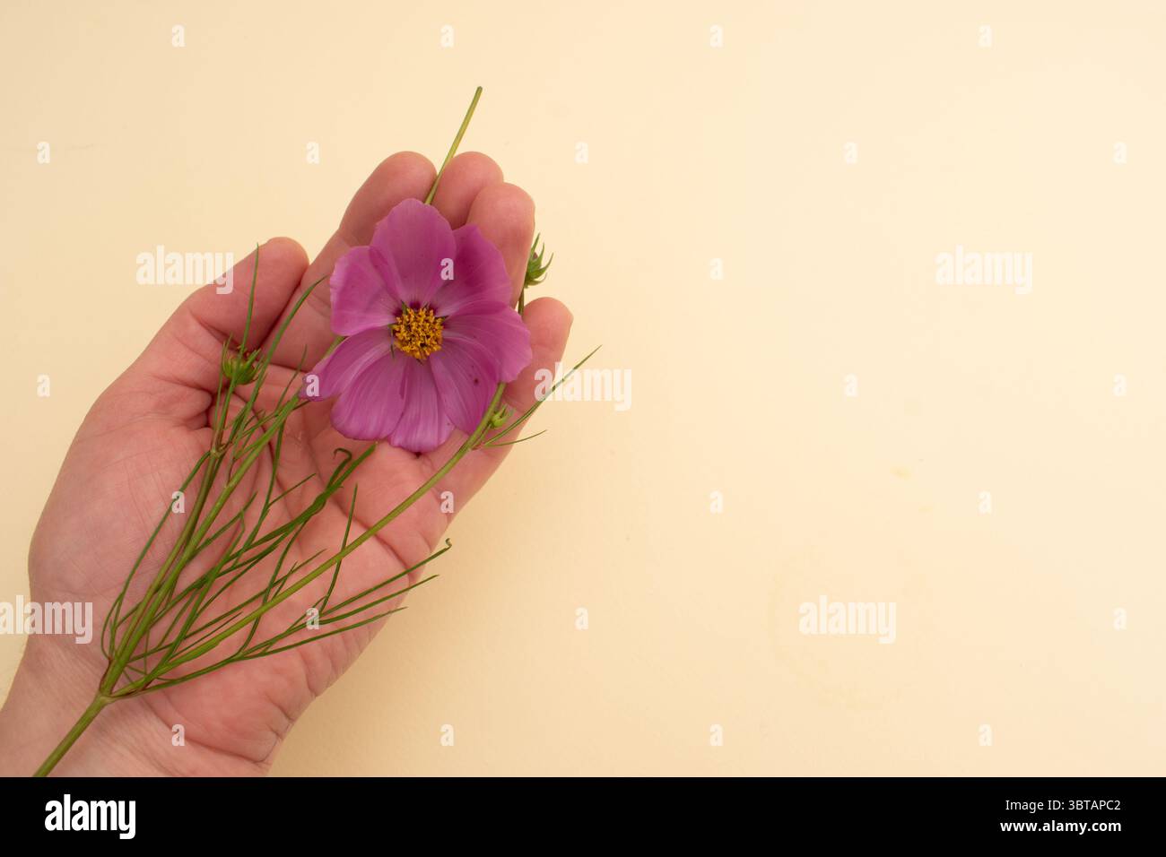 Fiore del cosmo rosa con ombre morbide su sfondo neutro, con un effetto floreale piatto Foto Stock