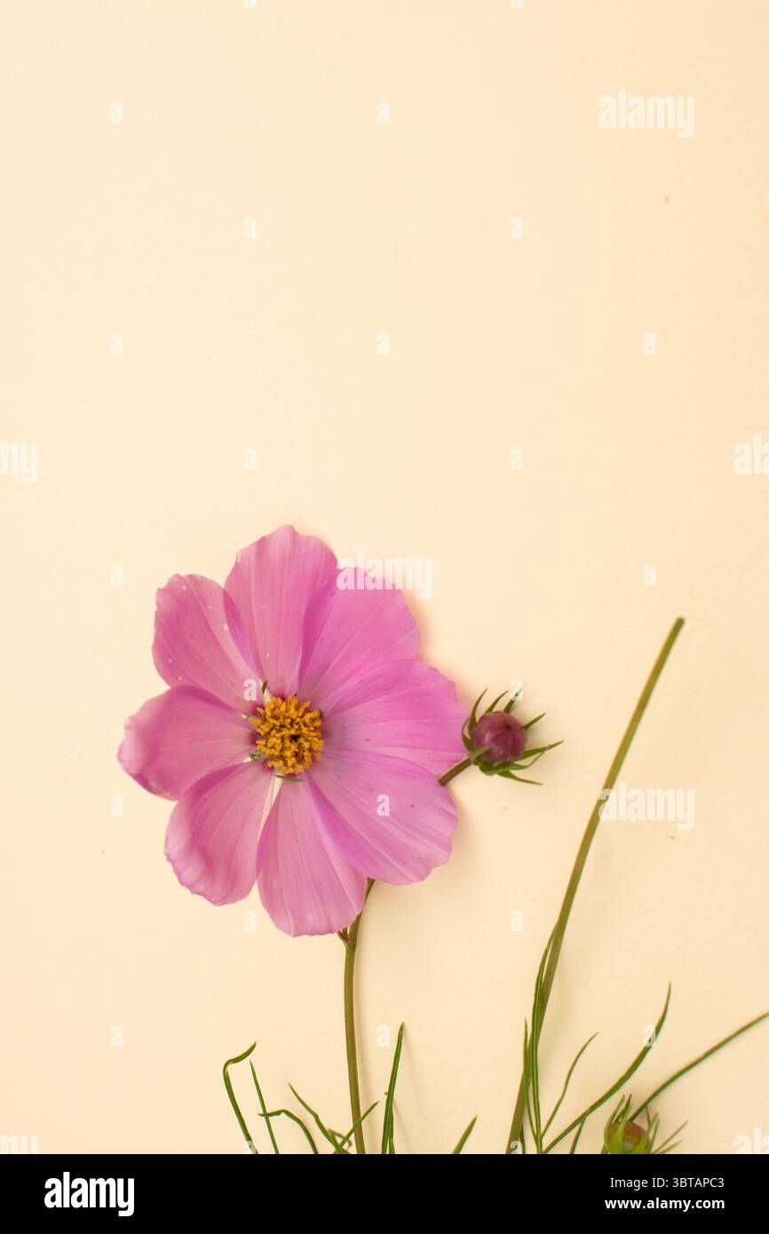 Fiore del cosmo rosa con ombre morbide su sfondo neutro, con un effetto floreale piatto Foto Stock