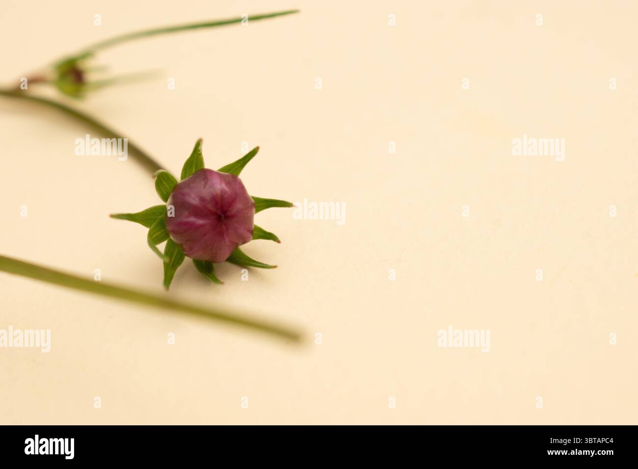 Fiore del cosmo rosa con ombre morbide su sfondo neutro, con un effetto floreale piatto Foto Stock
