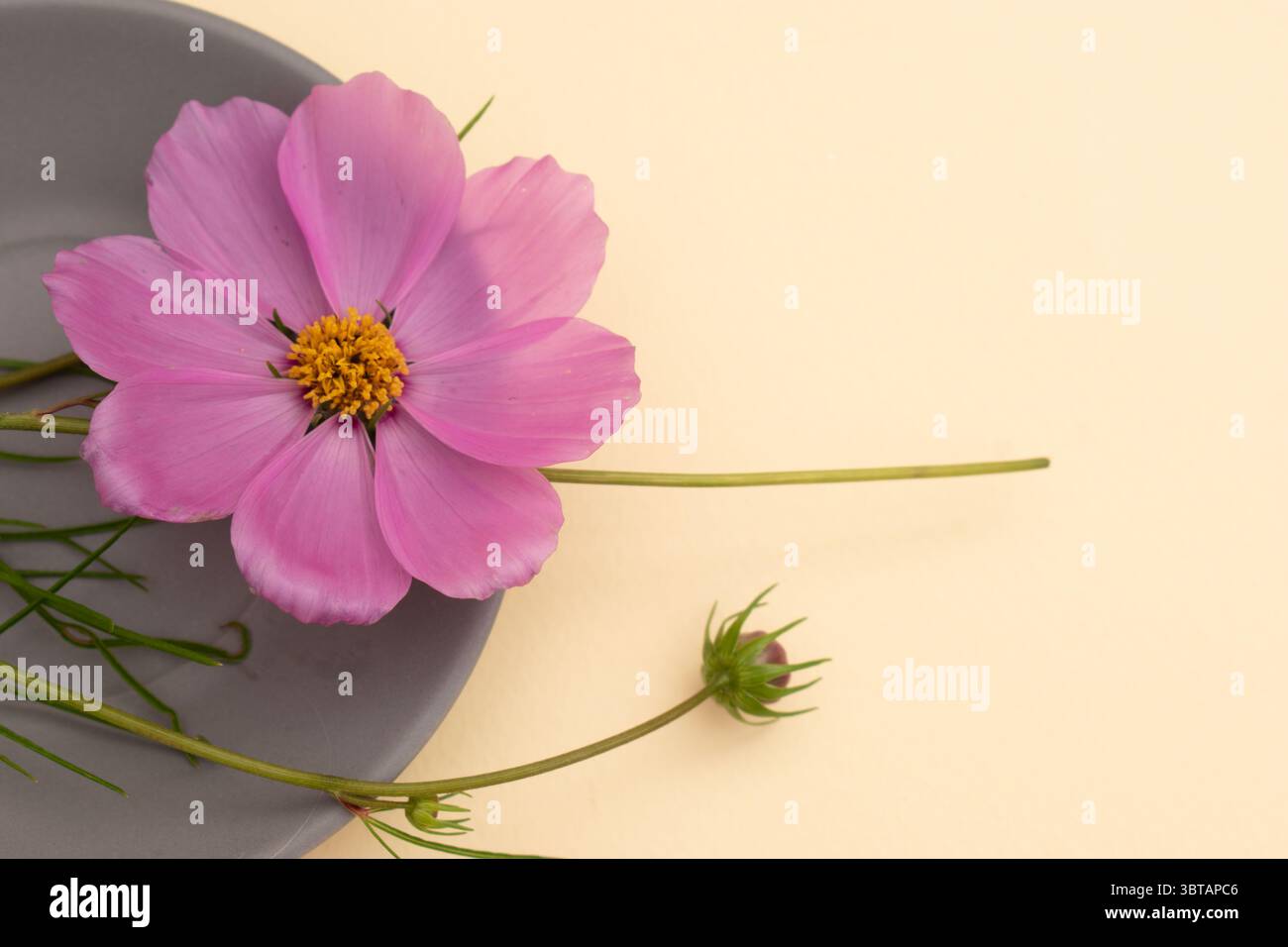 Fiore del cosmo rosa con ombre morbide su sfondo neutro, con un effetto floreale piatto Foto Stock