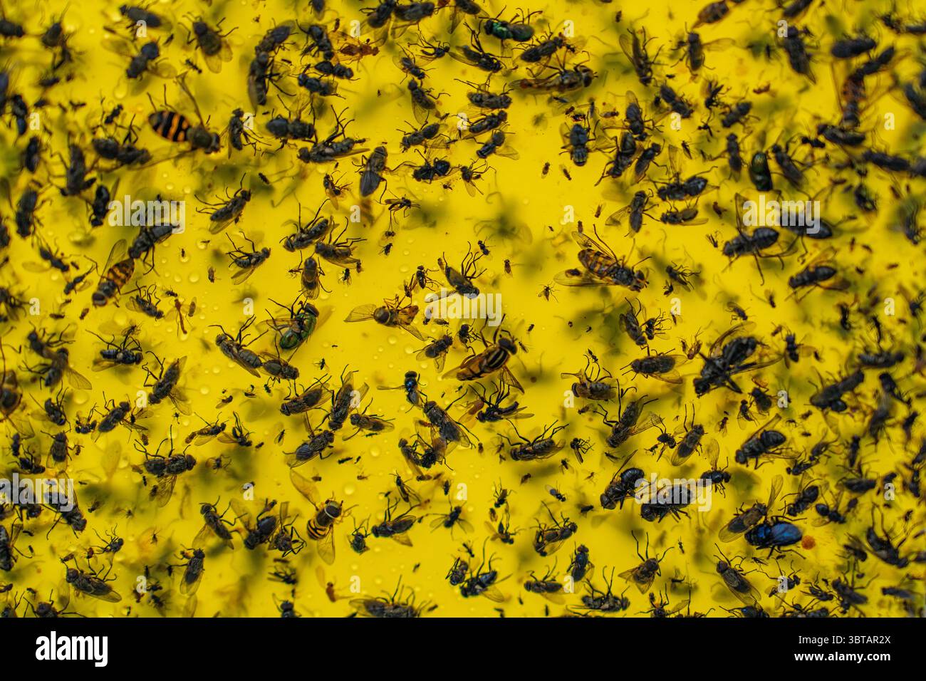 Infestazione di insetti Una trappola gialla appiccicosa coperta da mosche e insetti morti. Disinfestazione Foto Stock