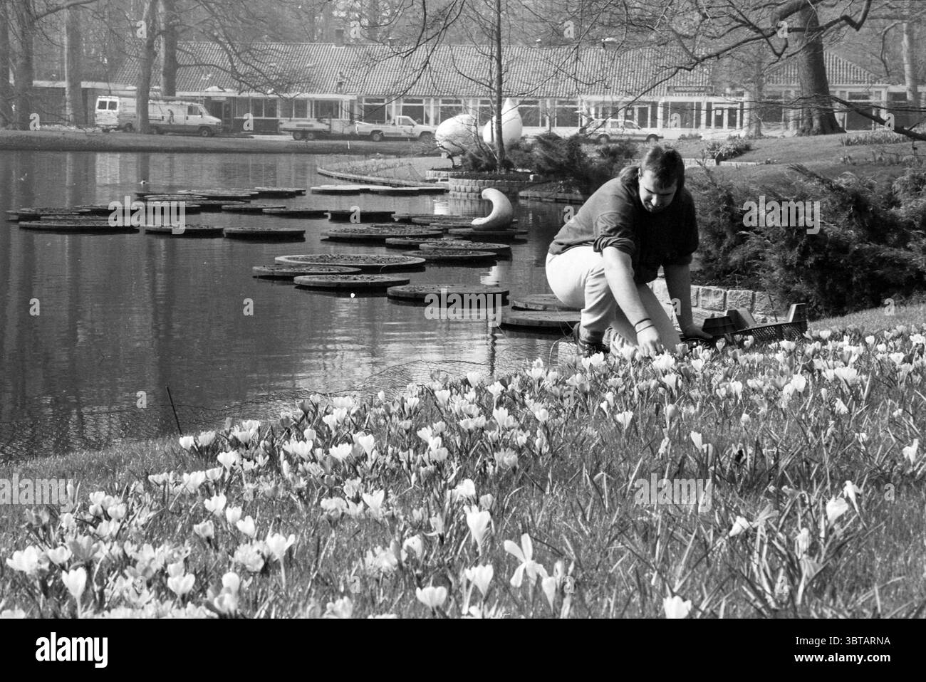 Attività presso Keukenhof Lisse, Whizgle News, Dutch Desk, Paesi Bassi, 1950 - 2000 il 13-03-1991. Questi argomenti sono mostrati nell'immagine. In questa tranquilla scena all'aperto, un tranquillo corpo d'acqua riflette l'ambiente circostante, con delicate increspature sulla sua superficie. L'area è punteggiata da tamponi giglio circolari che galleggiano elegantemente sull'acqua, creando un motivo ritmico che attira l'occhio. In primo piano, una persona tende con cura a una vivace striscia di crochi in fiore, i loro delicati petali che mostrano sfumature di viola, giallo e bianco. I fiori contrastano splendidamente con i l Foto Stock