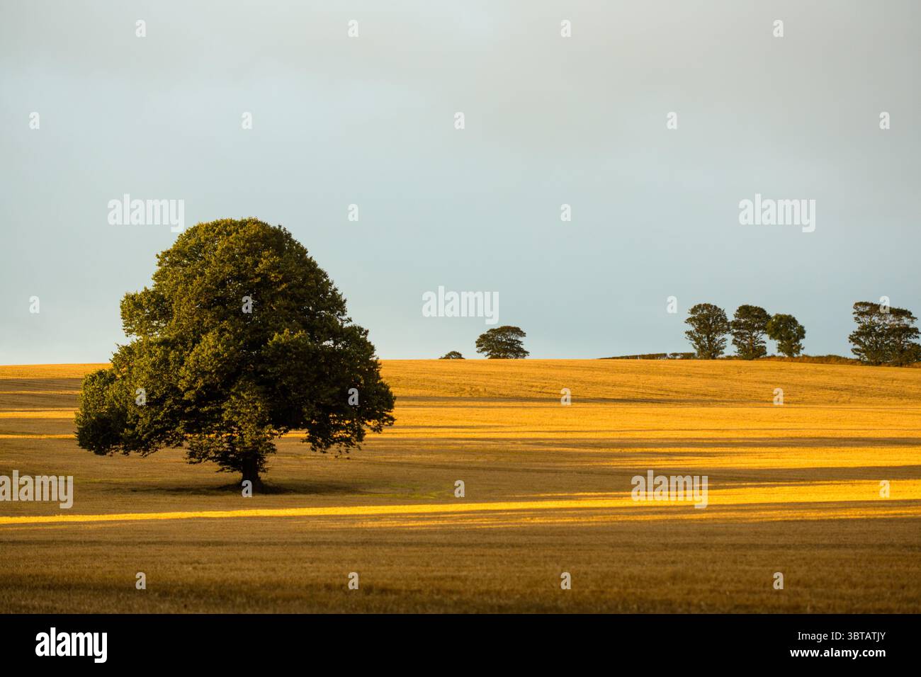 L'albero deciduo solitario è in piedi in un campo dorato dal design piatto sotto la luce soffusa del tardo pomeriggio Foto Stock