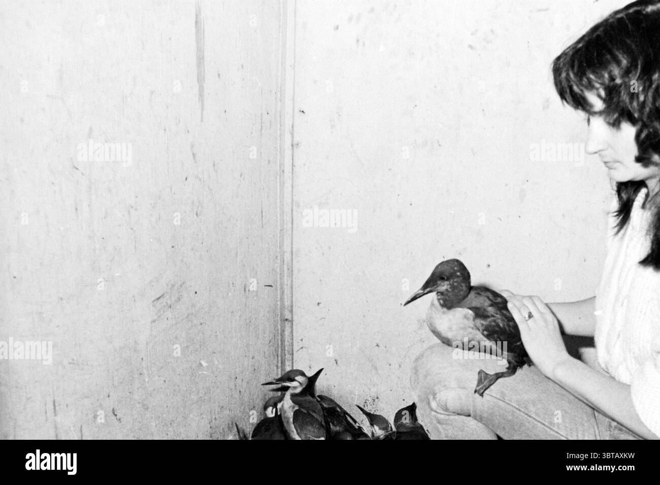Bird Disaster Fund Coots in Oil Birds, Whizgle News, Dutch Desk, Paesi Bassi, 1950 - 2000 on 28-01-1985. Questi sono gli argomenti nell'immagine. In un interno scarsamente illuminato, una giovane donna siede contro una parete testurizzata e leggermente usurata. La sua espressione trasmette un mix di concentrazione e tenerezza mentre tiene in mano un uccello. L'uccello, con piume marroni e grigie, appare calmo e quasi curioso. La donna è vestita in modo informale, con un maglione dai colori chiari e fuzzy che contrasta dolcemente con la fame dello sfondo. Nelle vicinanze, diversi uccelli più piccoli riposano sul pavimento, le loro forme suggeriscono Foto Stock