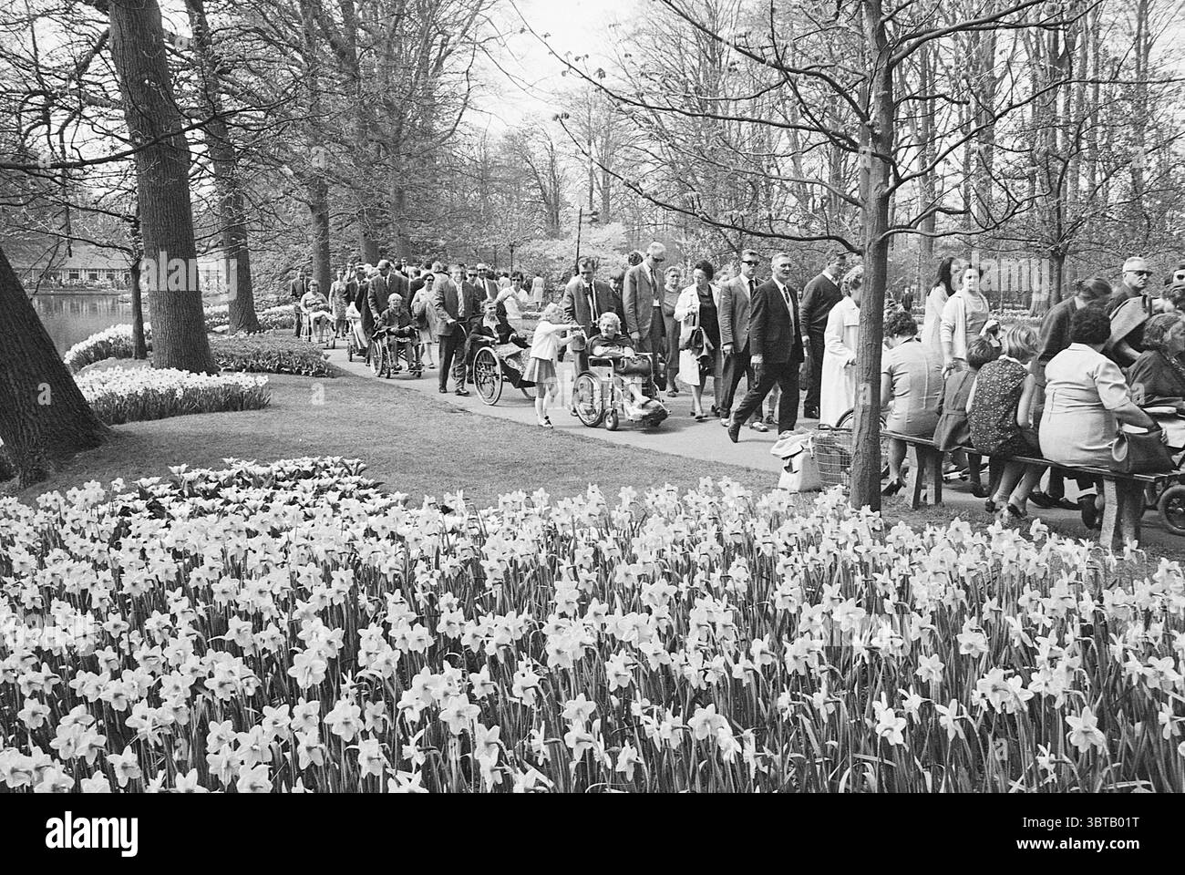 I disabili visitano la tenuta della Fondazione Keukenhof Keukenhof a Lisse Stationsweg, Whizgle News, Dutch Desk, Paesi Bassi, 1950 - 2000 il 20-04-1968. Questi sono gli argomenti nell'immagine. La scena cattura un vivace evento all'aperto ambientato in un parco, caratterizzato da un'atmosfera vivace. Le file di persone passeggiano lungo un sentiero tortuoso, fiancheggiato da gruppi che si godono la giornata. I partecipanti espongono una gamma di stili di abbigliamento dell'epoca, con uomini in abiti e donne in abiti, molti accessoriati con cappelli, creando un'estetica vintage. Da un lato del sentiero fioriscono vibranti narcisi, bianchi e gialli Foto Stock