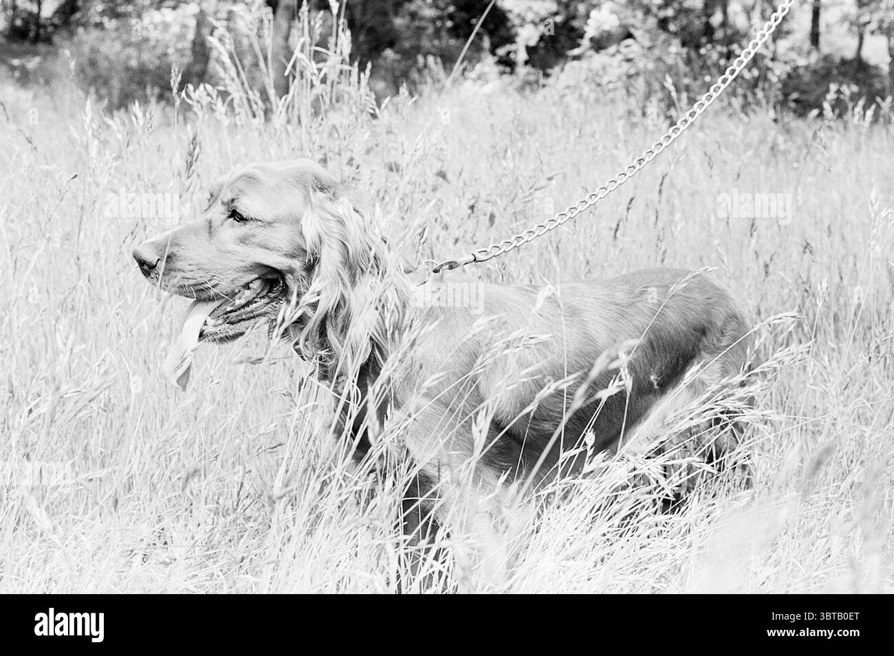Cocker spaniel dog al guinzaglio, Whizgle News, Dutch Desk, Paesi Bassi, 1950 - 2000 nel 1978. Questi sono gli argomenti nell'immagine. In un ambiente tranquillo all'aperto, un cane di colore dorato si erge prominentemente in mezzo a un campo di erba alta e ondeggiante. La pelliccia del cane risplende dolcemente, catturando la luce in sottili sfumature di crema e oro. La sua bocca è leggermente aperta, la lingua è appesa, suggerendo un comportamento rilassato e contento. La postura del cane è attenta, guardando in lontananza come se fosse incuriosito da qualcosa di invisibile. Il guinzaglio, che splende leggermente nella luce, è fissato a un colletto intorno al collo Foto Stock
