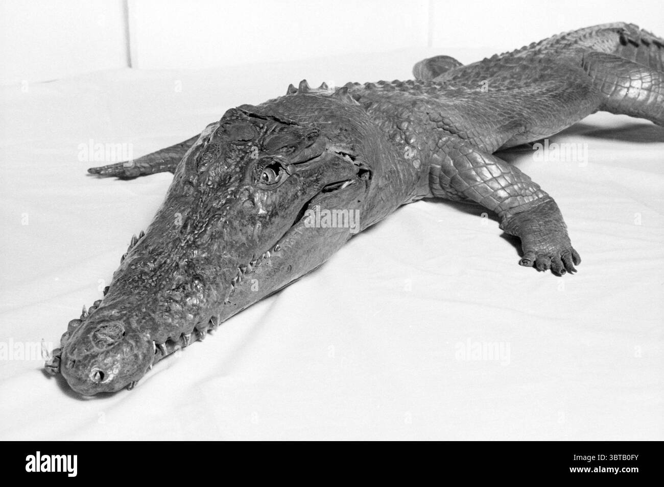 Coccodrillo sul banco polizia, Whizgle News, Dutch Desk, Paesi Bassi, 1950 - 2000 il 09-09-1987. Questi sono gli elementi dell'immagine. La scena presenta un grande coccodrillo dettagliato che si stende su una superficie piatta e liscia, prevalentemente bianca. La pelle dell'animale è un misto di sfumature grigie e scure, che mostra un aspetto ruvido e ruvido tipico dei rettili. Il suo lungo corpo allungato è ricoperto di scaglie, con la schiena che mostra una cresta accidentata lungo la colonna vertebrale. La testa è particolarmente suggestiva, con ganasce prominenti piene di denti affilati e a incastro. Gli occhi sono piercing e al Foto Stock Coccodrillo sul banco polizia, Whizgle News, Dutch Desk, Paesi Bassi, 1950 - 2000 il 09-09-1987. Questi sono gli elementi dell'immagine. La scena presenta un grande coccodrillo dettagliato che si stende su una superficie piatta e liscia, prevalentemente bianca. La pelle dell'animale è un misto di sfumature grigie e scure, che mostra un aspetto ruvido e ruvido tipico dei rettili. Il suo lungo corpo allungato è ricoperto di scaglie, con la schiena che mostra una cresta accidentata lungo la colonna vertebrale. La testa è particolarmente suggestiva, con ganasce prominenti piene di denti affilati e a incastro. Gli occhi sono piercing e al Foto Stock