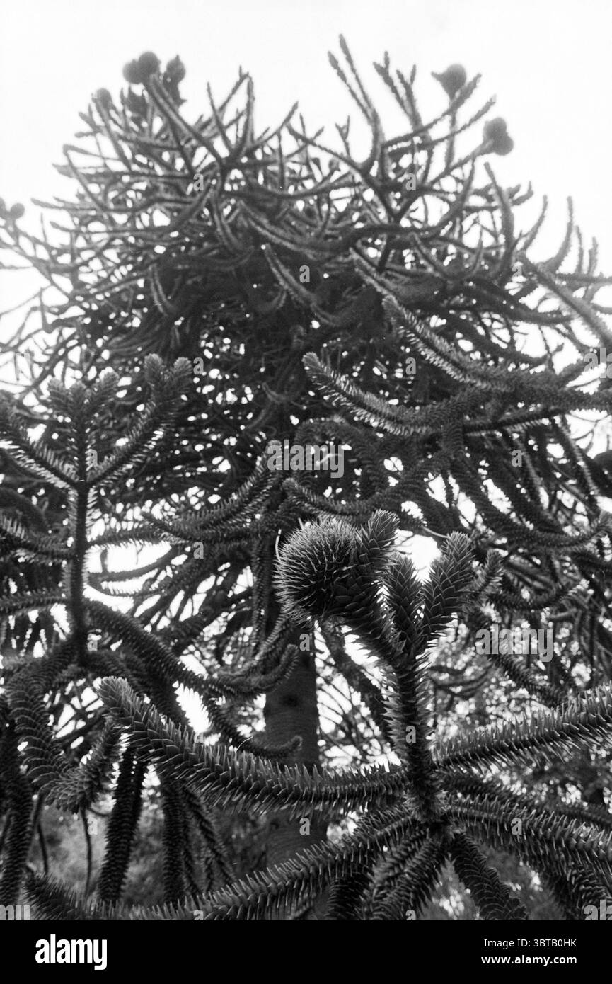 Monumental Snake Pine Tree, Whizgle News, Dutch Desk, Paesi Bassi, 1950 - 2000 il 07-1990. Questi argomenti sono mostrati nell'immagine. La scena raffigura un'impressionante disposizione botanica con una specie di alberi prominente nota per la sua struttura unica. Le torri dell'albero in primo piano mostrano un baldacchino fortemente ramificato pieno di arti appuntiti e appuntiti che si estendono verso l'esterno e verso l'alto. Questi rami creano una rete complessa, simile a una rete aggrovigliata di linee scure su uno sfondo morbido e diffuso. Il fogliame è denso, con ammassi di foglie simili ad aghi che gli danno una a un po' ultraterrena Foto Stock