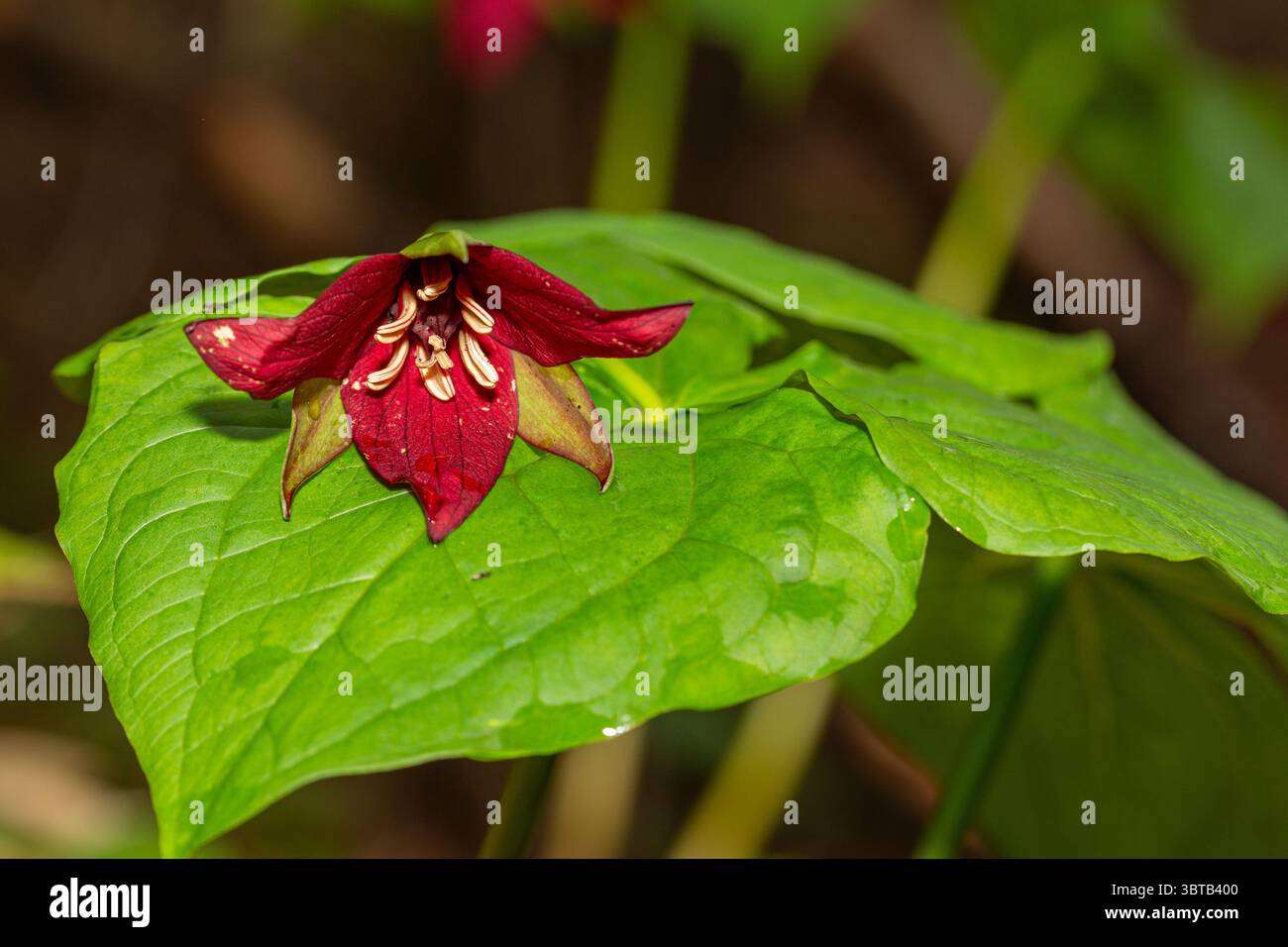 Piccolo fiore rosso di Trillium nella foresta Foto Stock