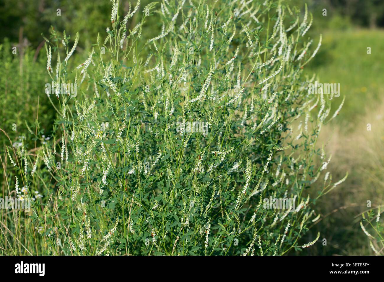 Trifoglio di miele, Melilotus albus fiore prato bianco primo piano messa a fuoco selettiva Foto Stock