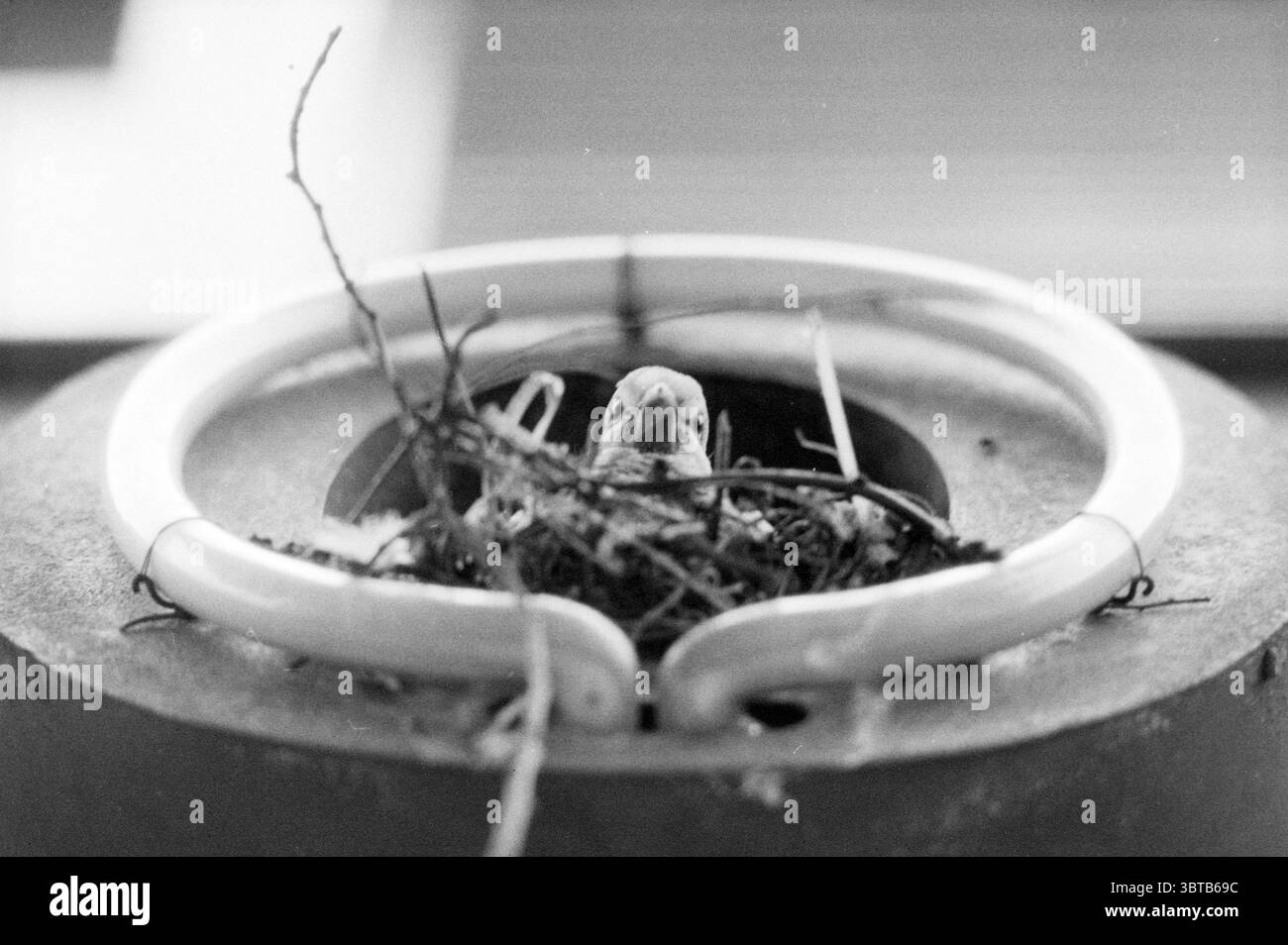 Pigeon with Nest Sport and Fashion IJC, Whizgle News, Dutch Desk, Paesi Bassi, 1950 - 2000 il 30-07-1991. L'immagine contiene questi argomenti. La scena presenta un piccolo uccello nascosto in un nido fatto di ramoscelli e erbe. Il nido si trova all'interno di un'apertura circolare, circondato da un bordo liscio e di colore chiaro che contrasta con i materiali organici del nido. L'uccello, che appare vigile, ha una sottile consistenza alle sue piume, che possono mostrare sfumature di grigio o marrone, che si fondono armoniosamente con gli elementi naturali del nido. Lo sfondo è leggermente sfocato, suggerendo una profondità di campo che si esaurisce Foto Stock