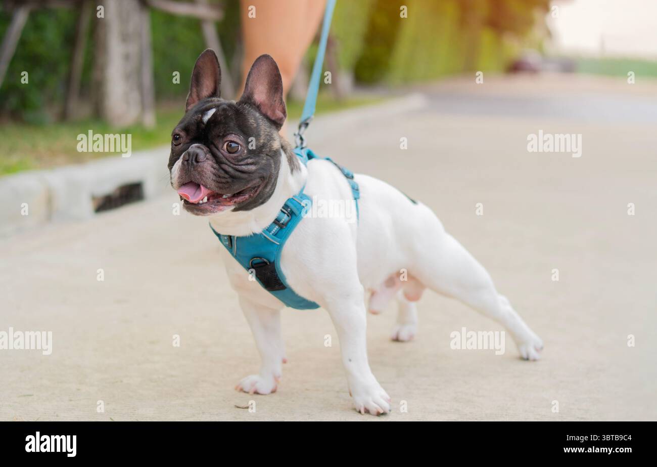 Un Bulldog francese che cammina con il suo proprietario in un parco cittadino in una giornata di sole. Aree in cui sono ammessi animali domestici sullo sfondo. Concetto Bulldog francese. Foto Stock