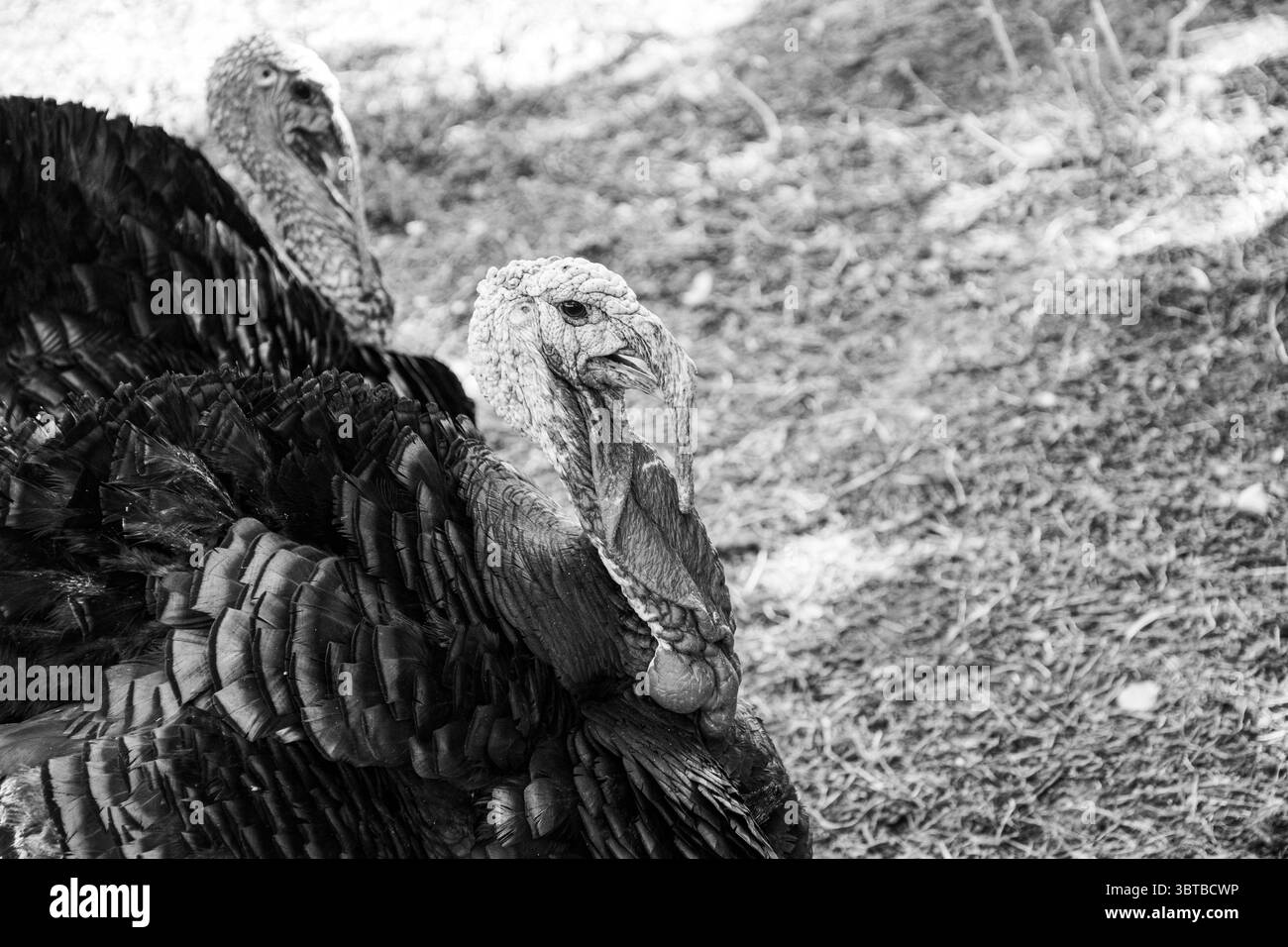 Primo piano di due tacchini in bianco e nero Foto Stock