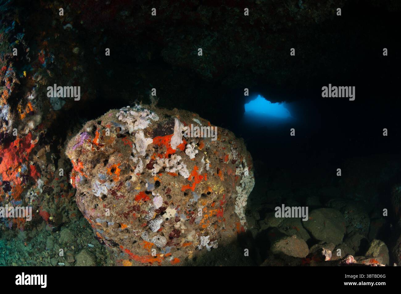 Ingresso a una grotta sottomarina con spugne su una roccia, l'Escala, Costa Brava, Catalogna, Spagna Foto Stock
