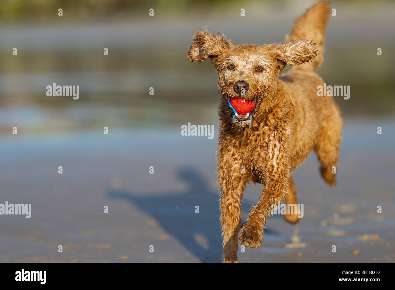 Un cane da festa che si diverte sulla spiaggia di Sheringham, North Norfolk, Regno Unito. Foto Stock