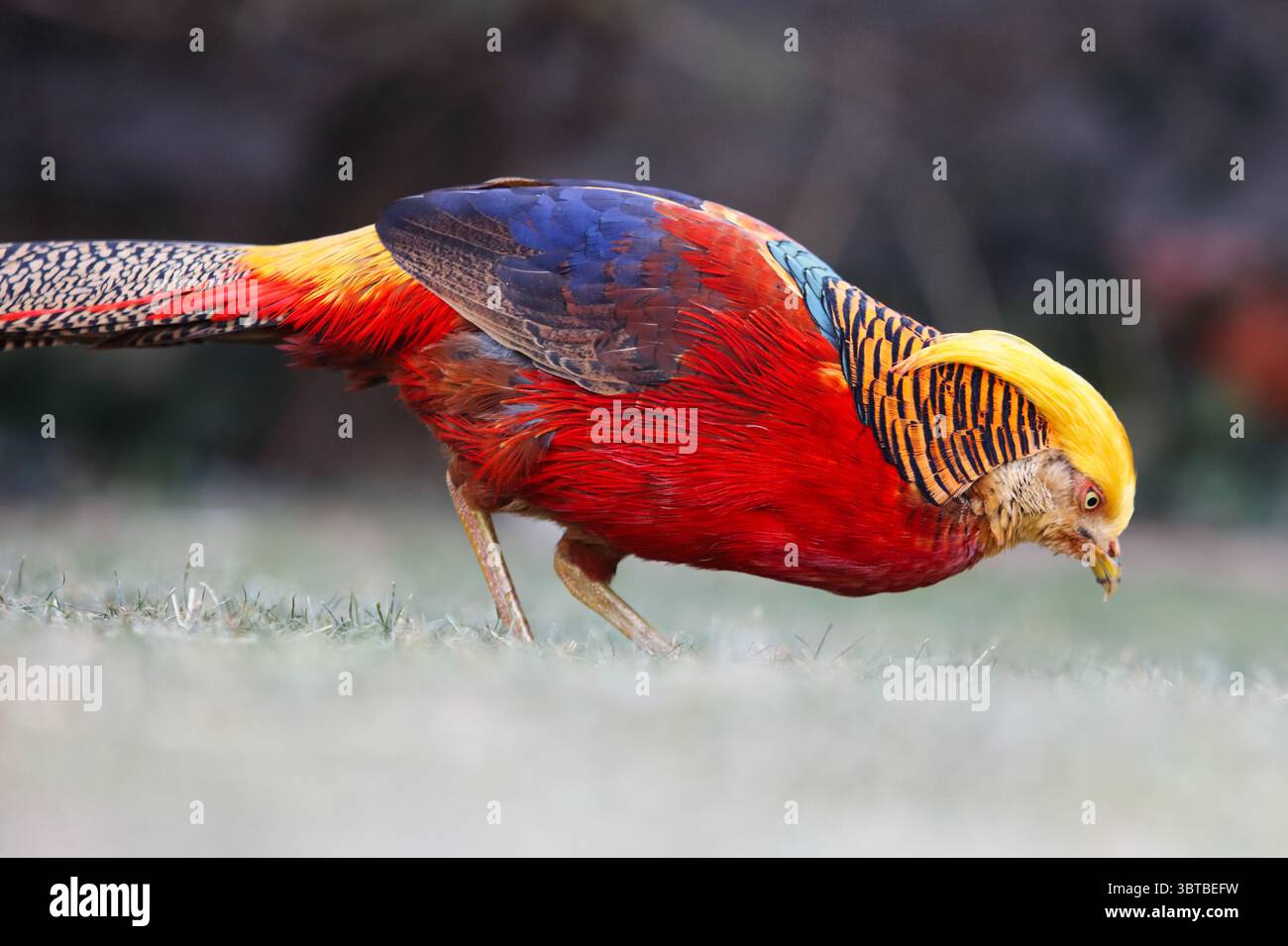 Golden Pheasant. L'unico uccello ornamentale della Cina. Fagiano cinese (Chrysolophus pictus). Foto Stock