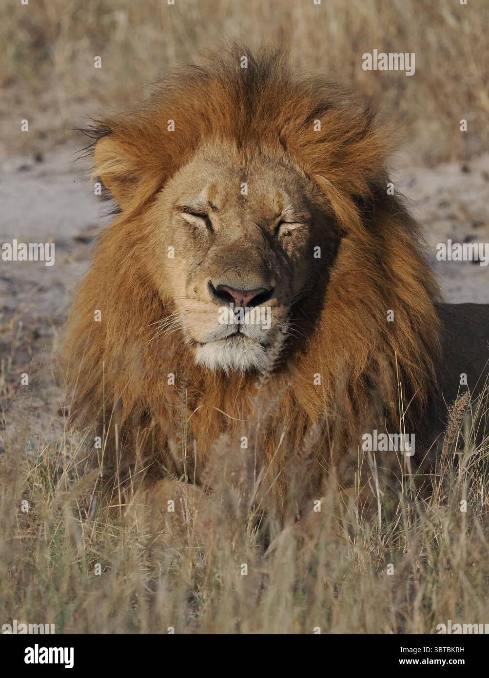 L'apice predatore dell'Africa è il leone africano, con la loro forza in numero, possono uccidere la più grande delle prede, bufali del capo, giraffe e persino ippopotami. Foto Stock