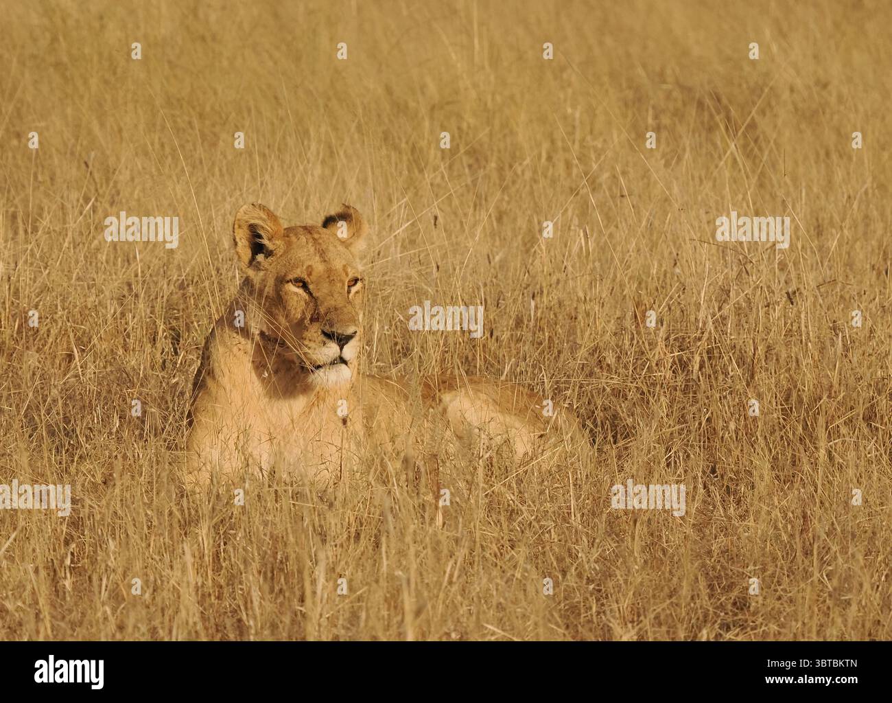 L'apice predatore dell'Africa è il leone africano, con la loro forza in numero, possono uccidere la più grande delle prede, bufali del capo, giraffe e persino ippopotami. Foto Stock