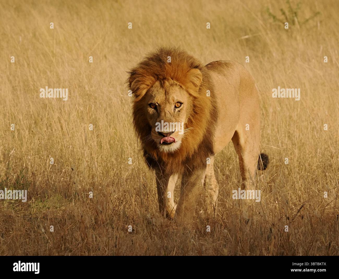 L'apice predatore dell'Africa è il leone africano, con la loro forza in numero, possono uccidere la più grande delle prede, bufali del capo, giraffe e persino ippopotami. Foto Stock