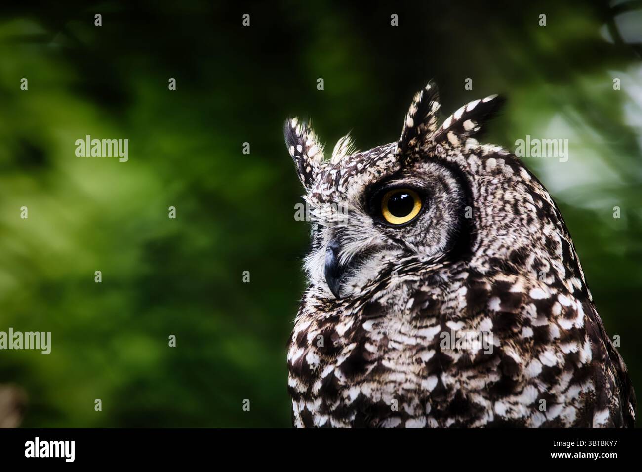 Il gufo ritrae le creature della fauna notturna cacciatore notturno nella foresta Foto Stock