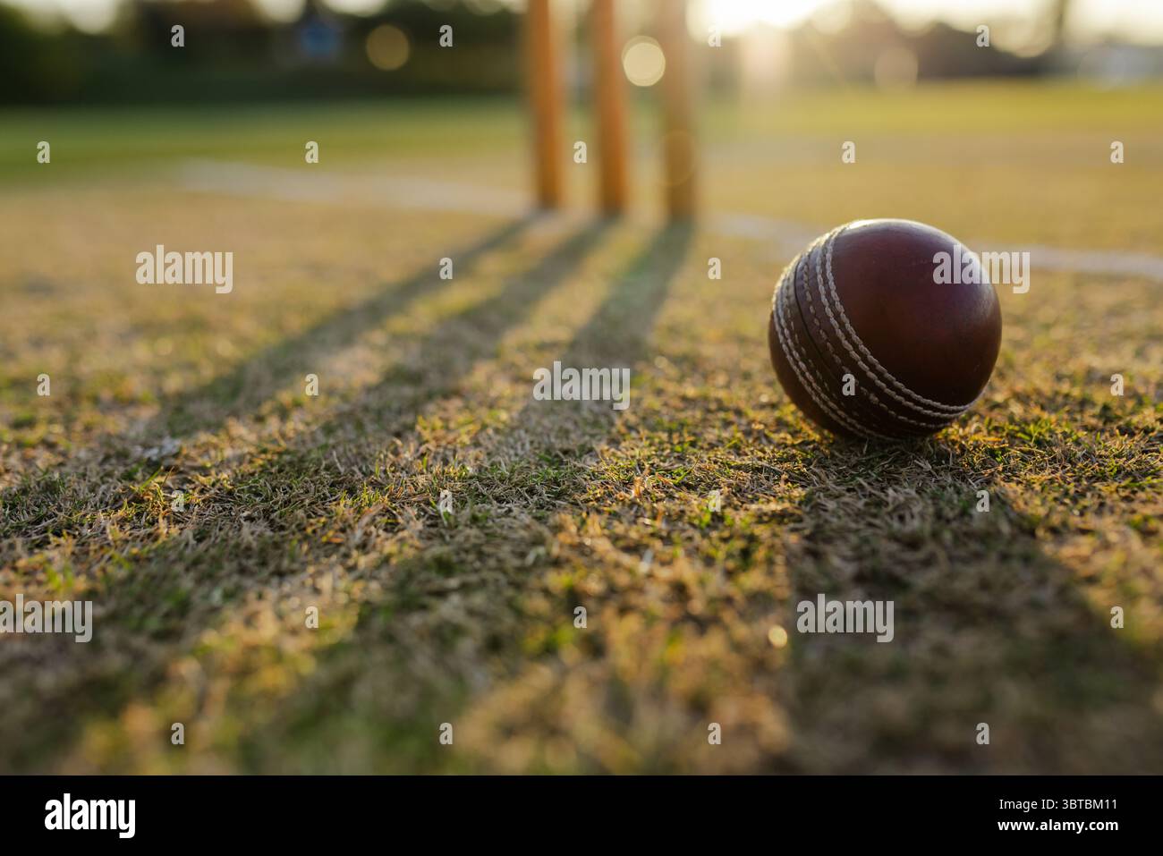 Palla da cricket in pelle appoggiata su un campo di erba consumata, ceppi di legno che gettano ombre sotto la luce dorata Foto Stock