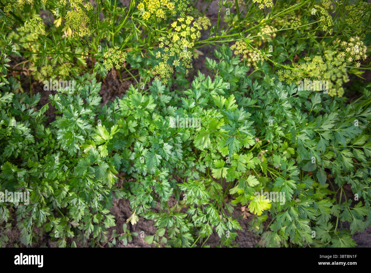 Vista dall'alto del lussureggiante prezzemolo verde e dell'aneto fiorito che cresce nel terreno del giardino. Erbe biologiche coltivate all'aperto, perfette per una cucina sana e naturale Foto Stock