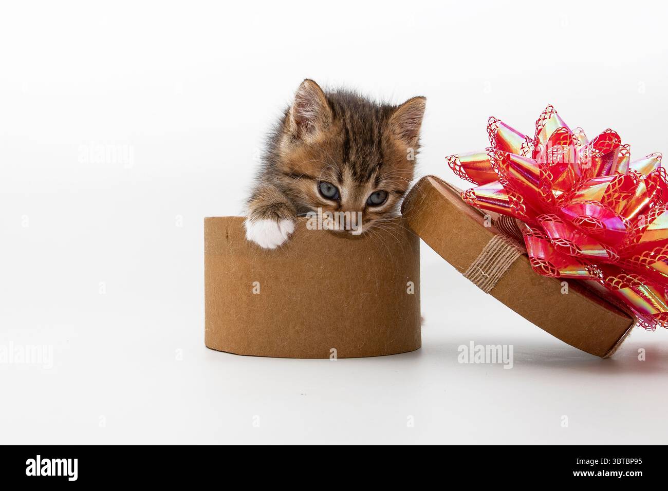 Adorabile gattino tabby che guarda curiosamente da una confezione regalo rotonda marrone con un grande nastro rosso. Perfetto per le vacanze, l'adozione di animali domestici o il tema dei bambini Foto Stock