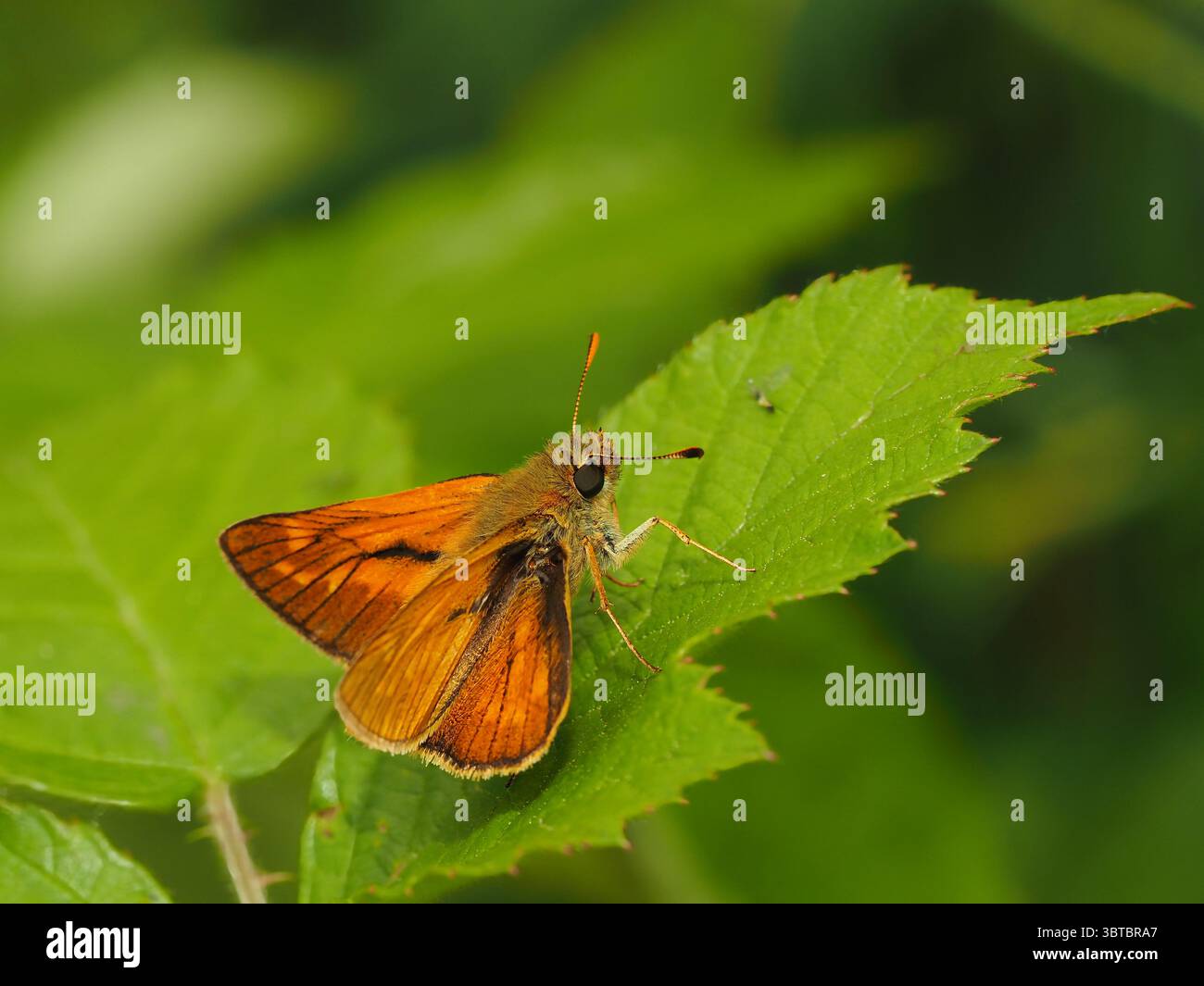 Primo piano di una farfalla arancione appoggiata su una foglia verde all'aperto Foto Stock