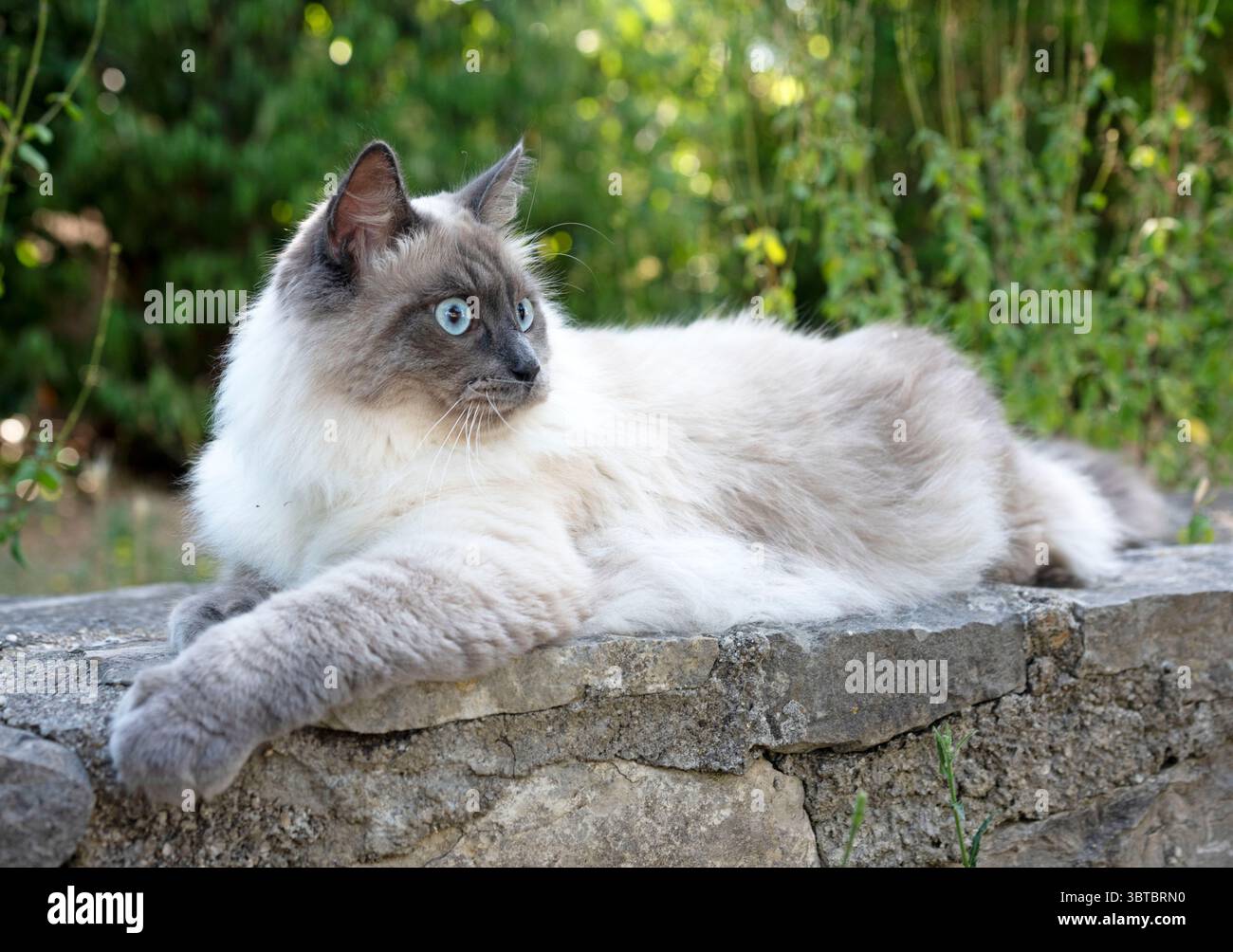 gatto siberiano davanti allo sfondo del giardino Foto Stock