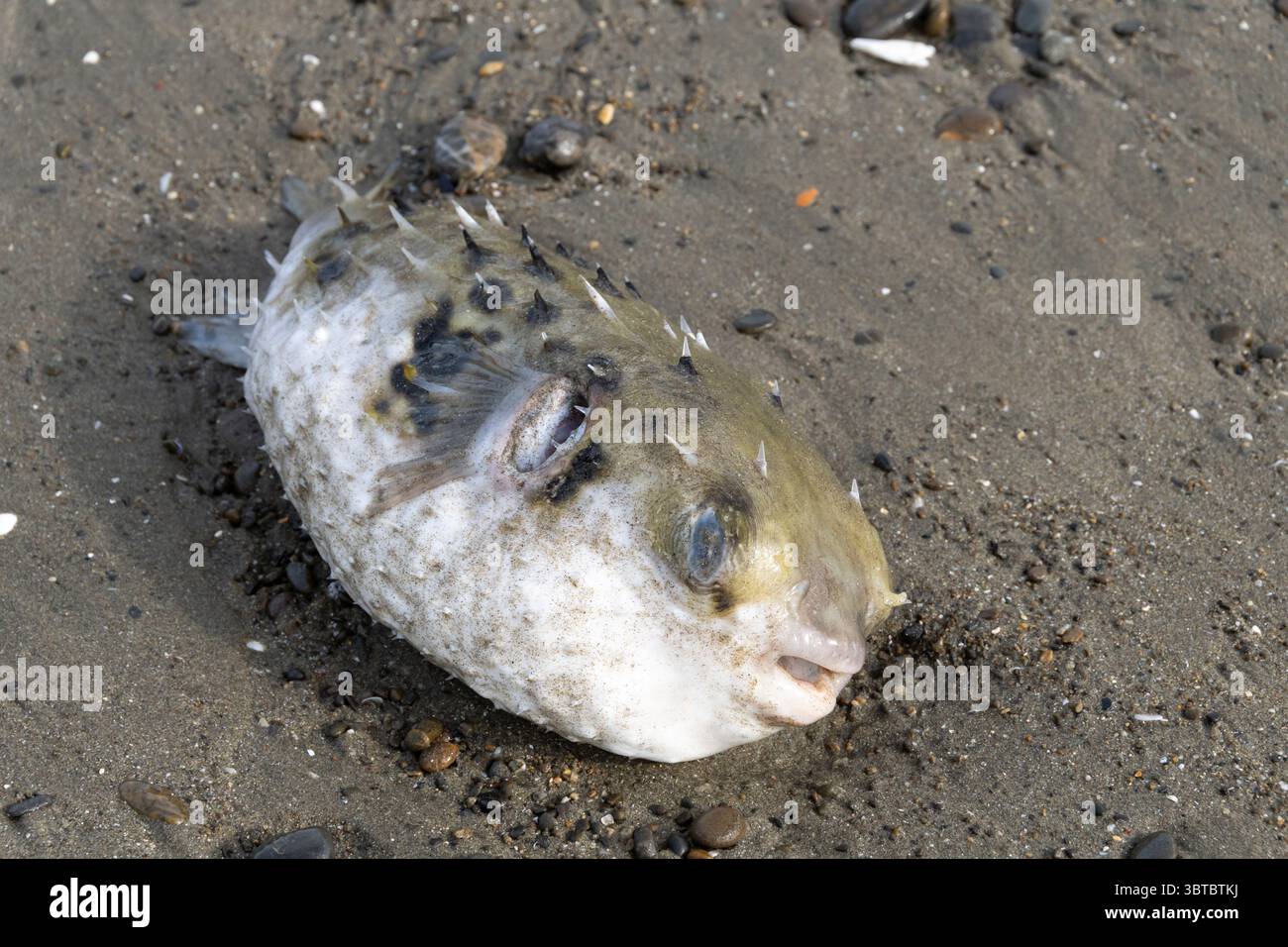 Puffer fish on Beach, Seatoun, Wellington, North Island, nuova Zelanda Foto Stock