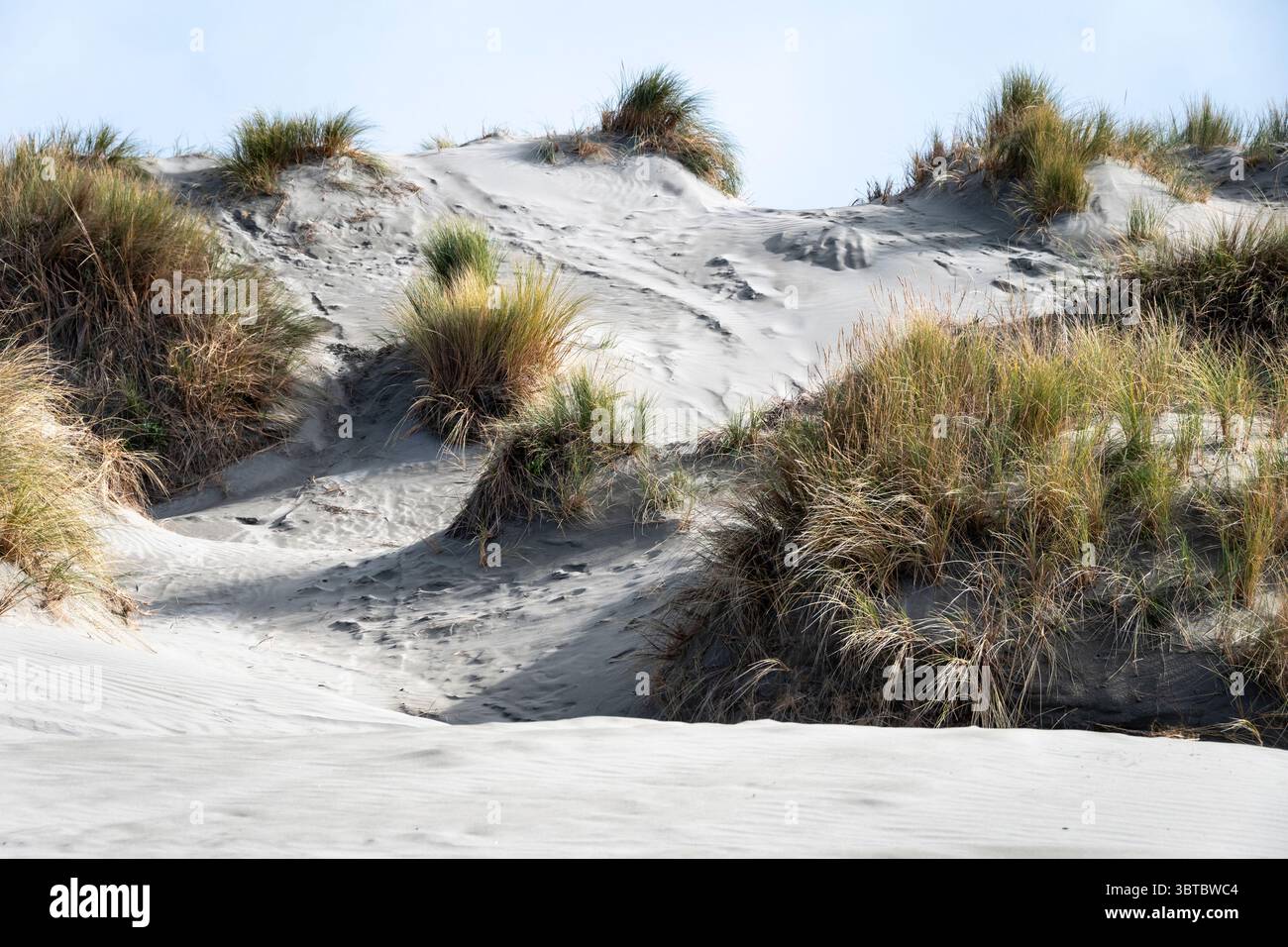 Sand Dunes, Foxton Beach, Manawatu, North Island, nuova Zelanda Foto Stock
