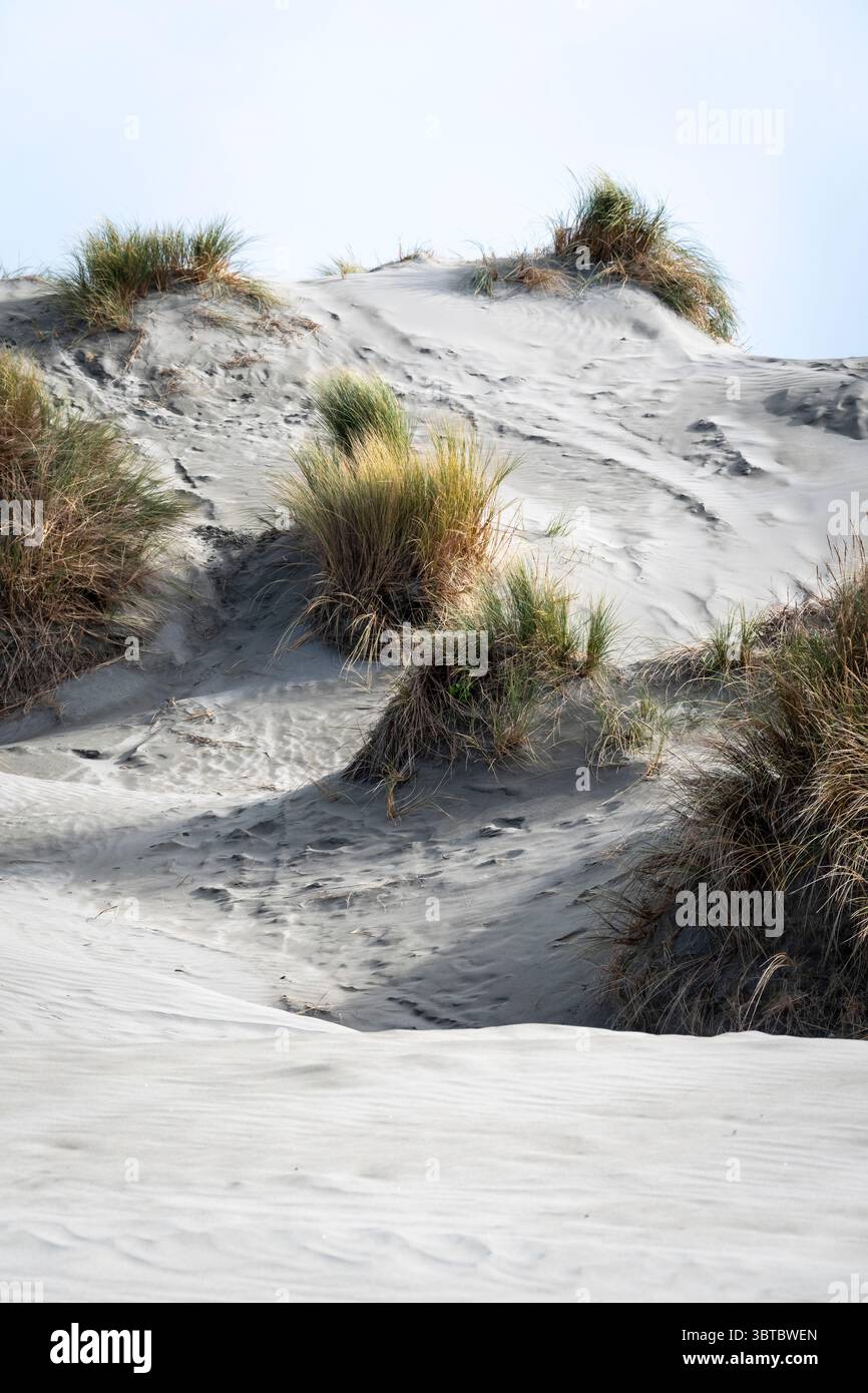 Sand Dunes, Foxton Beach, Manawatu, North Island, nuova Zelanda Foto Stock