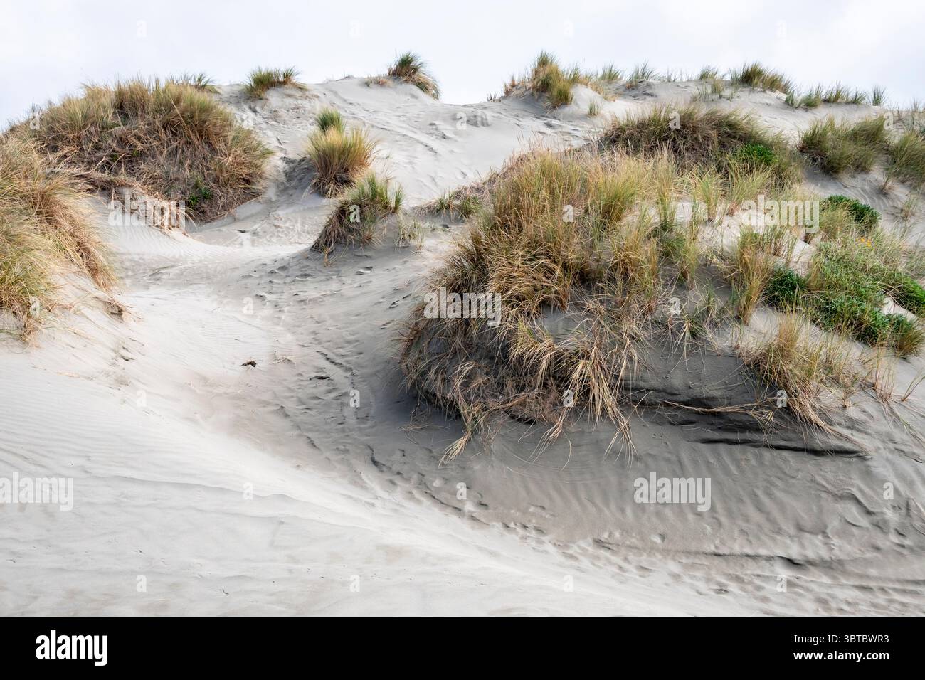 Sand Dunes, Foxton Beach, Manawatu, North Island, nuova Zelanda Foto Stock