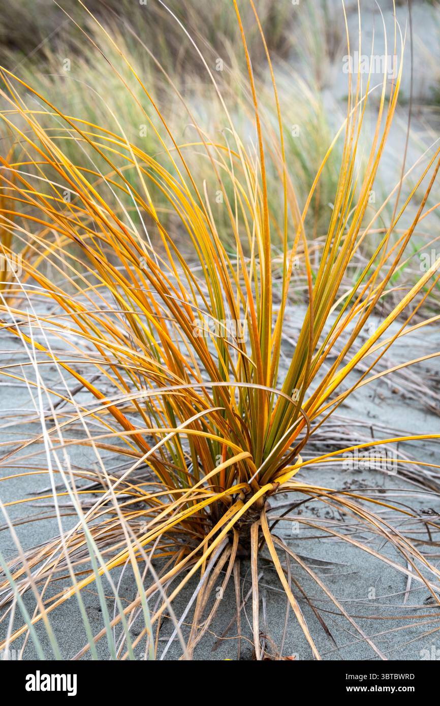 Grass in Sand Dunes, Foxton Beach, Manawatu, North Island, nuova Zelanda Foto Stock