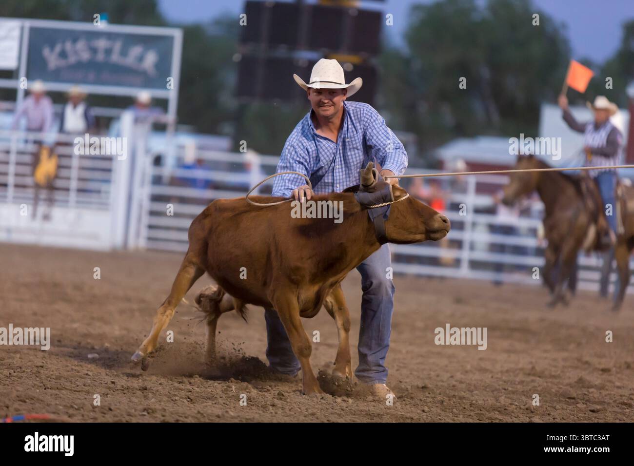 13 agosto 2020, Douglas, Wyoming, Stati Uniti: Un Steer si allontana da un cowboy durante l'evento di tie down roping al PRCA Rodeo alla Wyoming State Fair di Douglas giovedì 13 agosto 2020. La 108a fiera annuale si è aperta questa settimana con ulteriori precauzioni per prevenire la diffusione del virus COVID-19. (Immagine di credito: © Paul Christian Gordon/ZUMA Wire) Foto Stock