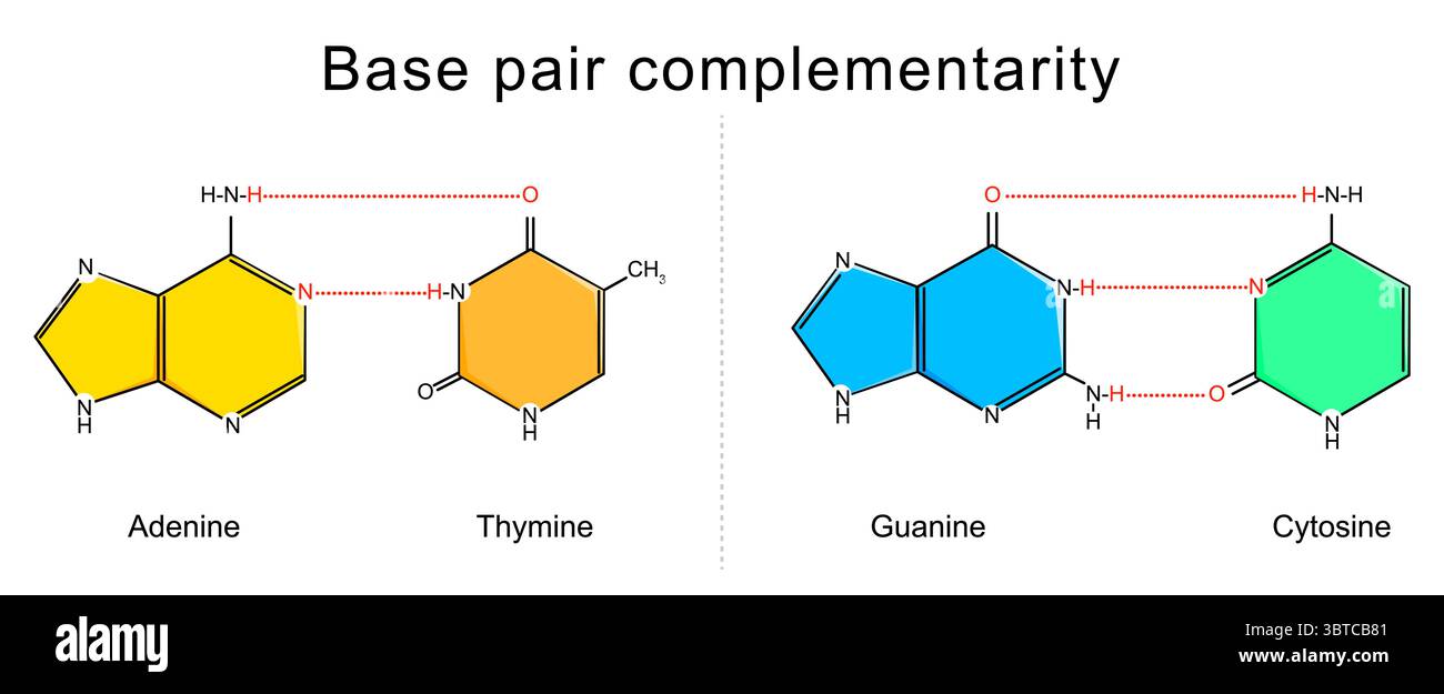 Complementarità della coppia di base. Struttura del DNA. Citosina, timina, guanina, adenina. Poster dettagliato del vettore Illustrazione Vettoriale