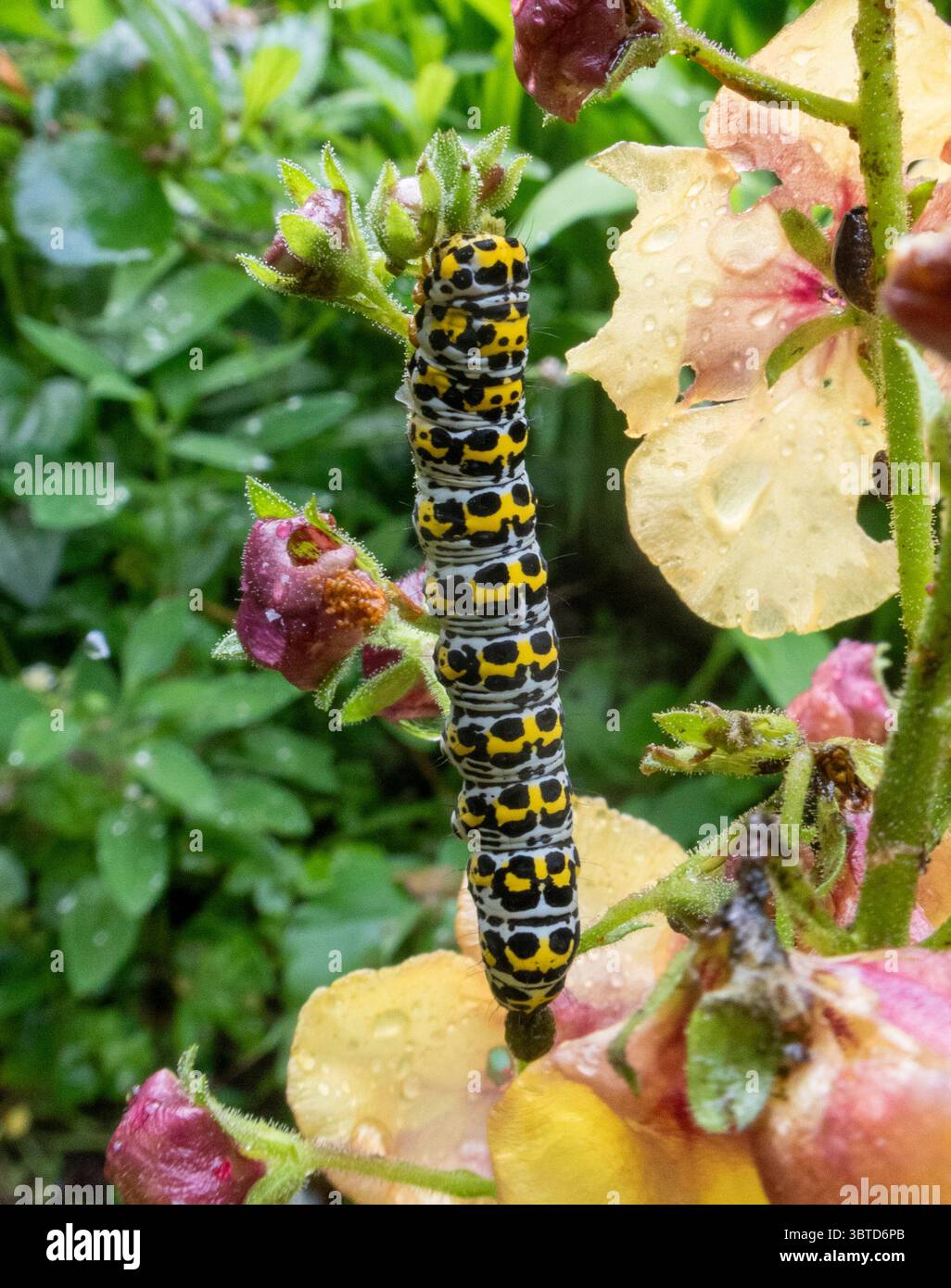 I pilastri delle falene mulleine dai colori vivaci si nutrono di verbascumi in un giardino del Devon. Falena colorata. Mullein. Foto Stock