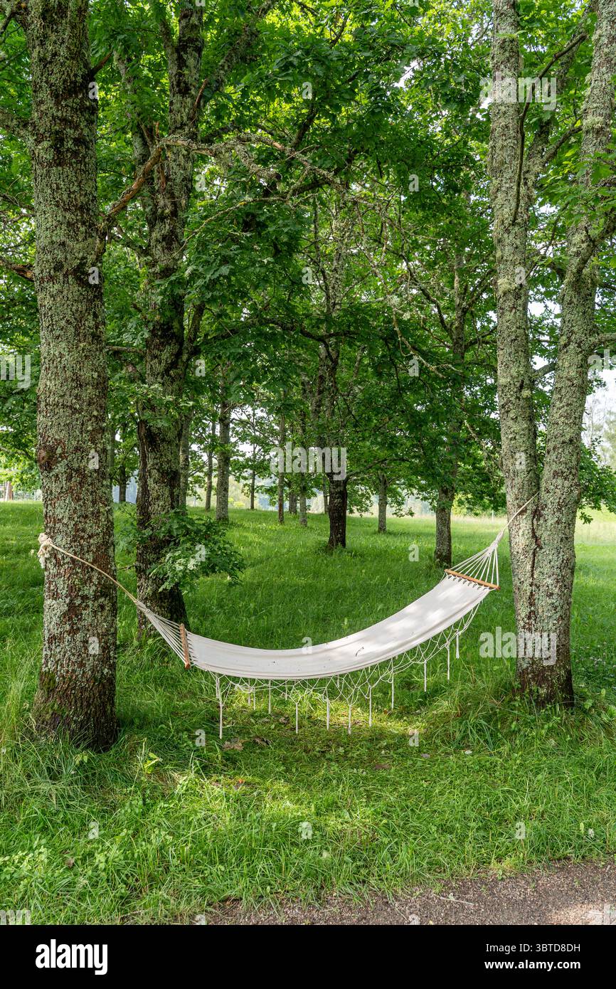 Amaca bianca sospesa tra alberi mordenti in un prato lussureggiante a Rõuge, Estonia, un tranquillo ambiente all'aperto per rilassarsi e immergersi nella natura. Foto Stock
