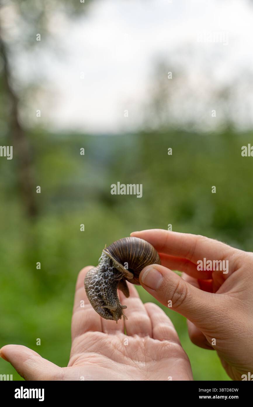 Primo piano di una lumaca di vigneto che riposa sulla mano di una persona a Rõuge, Estonia – una visione dettagliata della fauna locale in un'interazione delicata. Foto Stock