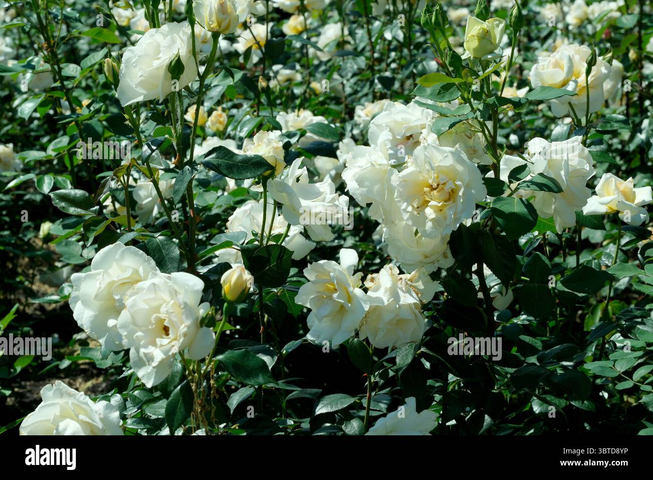 Splendido sfondo verde di rose che fioriscono in un giardino di rose in un giorno di giugno luminoso, cartoline, striscioni, decorazioni di design Foto Stock