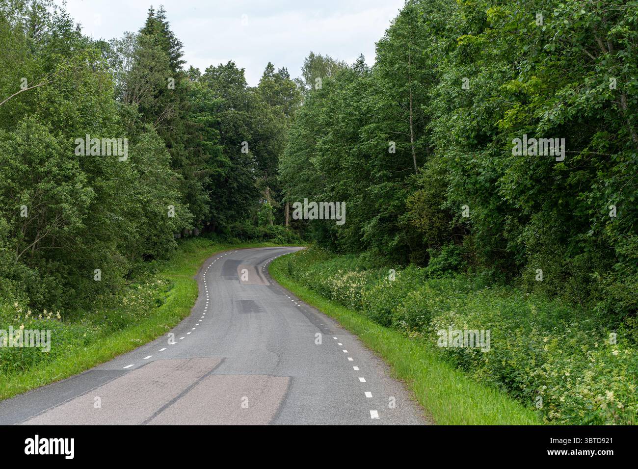 Ampia vista della strada forestale di Rõuge – un sentiero che porta in lontananza.” Foto Stock