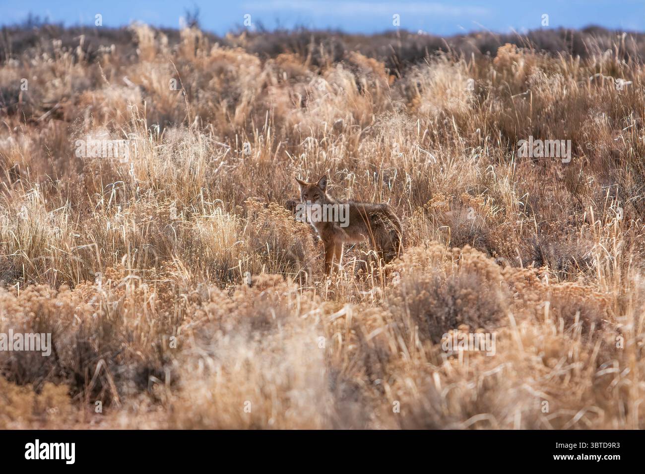 1 dicembre 2007, Utah, Stati Uniti: Il Coyote, Canis latrans, è diffuso in tutti gli Stati Uniti, Canada, Messico e parti dell'America centrale. Sono crepuscolari, il che significa che sono più attivi all'alba e al tramonto. (Immagine di credito: © Jon G. Fuller, Jr/VW Pics via cavo ZUMA) Foto Stock
