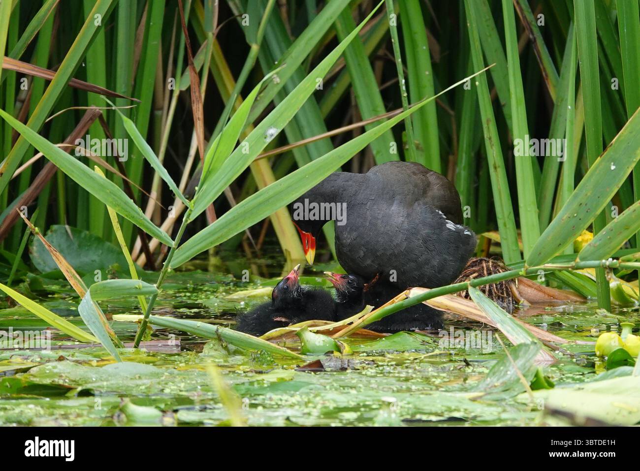 Gallina comune adulta (Gallinula chloropus) che allatta i suoi giovani pulcini tra canne e ninfee in un habitat di acque dolci, Regno Unito. Foto Stock