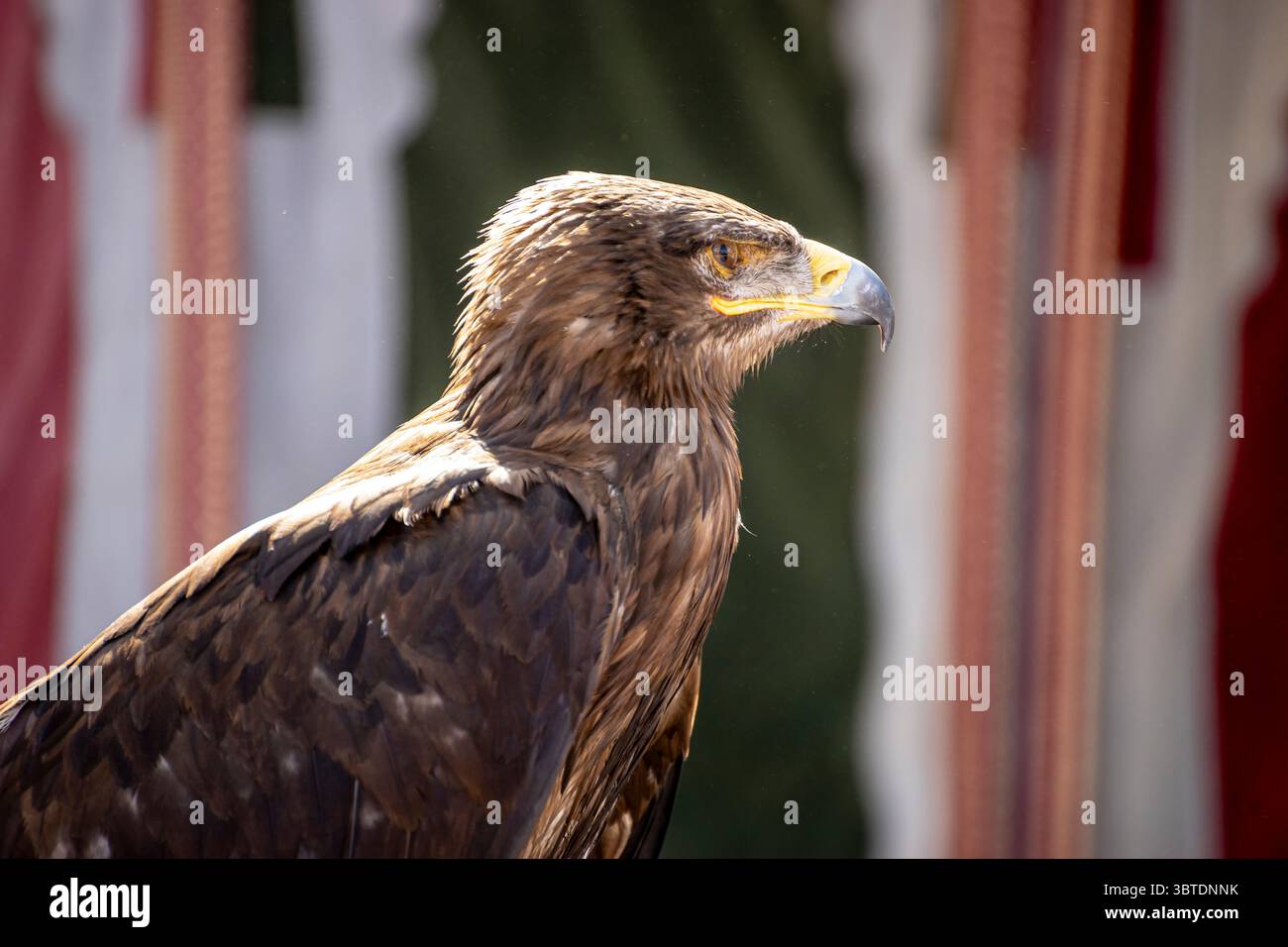 Alla Fiera medievale di Madrid, in Spagna, un cacciatore esperto presenta una splendida aquila. Lo spettacolo mette in evidenza la bellezza e la maestosità di questi uccelli del pre Foto Stock
