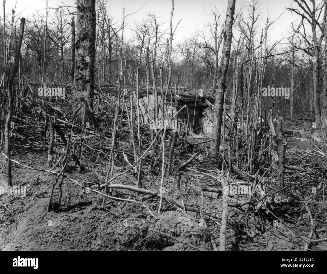 Una postazione di cannoni mimetizzati da 18 cm 29 / 4 / 1916 Foto Stock