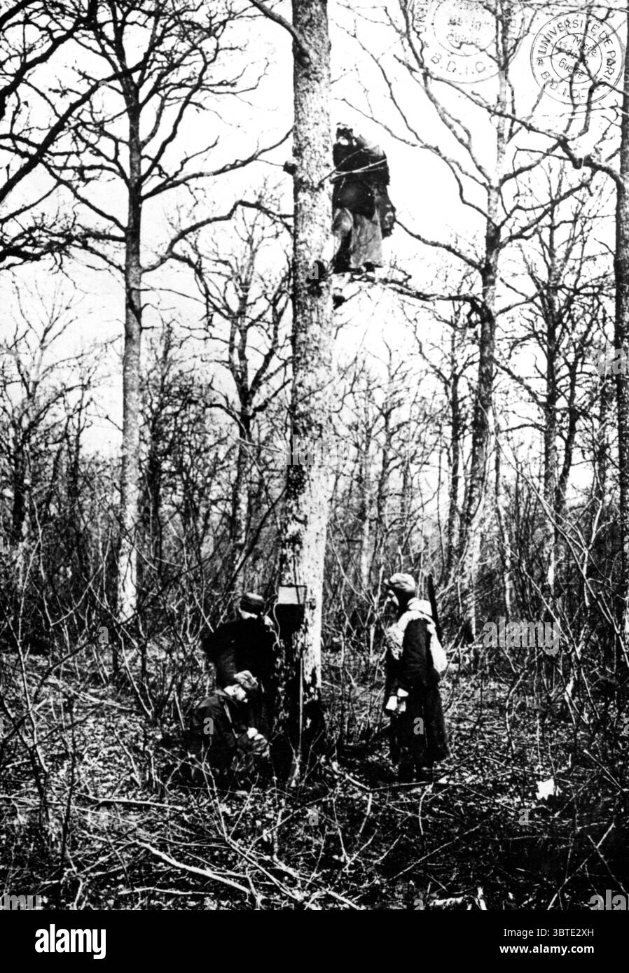 Hartmannswillerkopf. Palo di osservazione installato in legno e collegato per telefono a una batteria di artiglieria Foto Stock