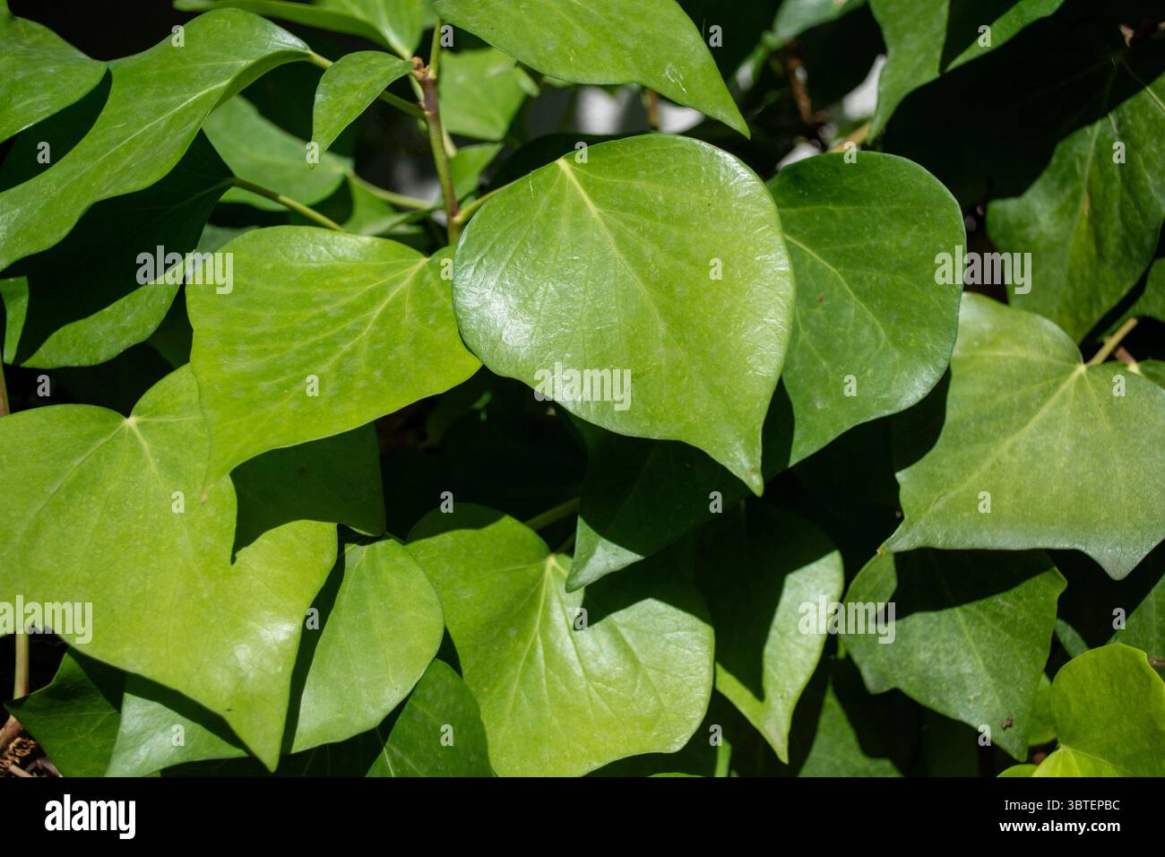 Hojas de hiedra o yedra Foto Stock