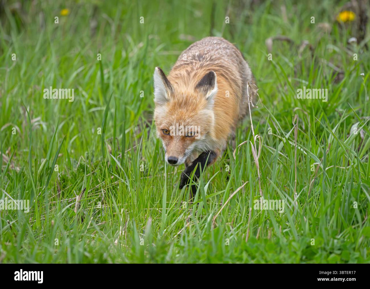 Red Fox (Vulpes vulpes). All'inizio di giugno nel parco nazionale di Yellowstone, Wyoming. Foto Stock