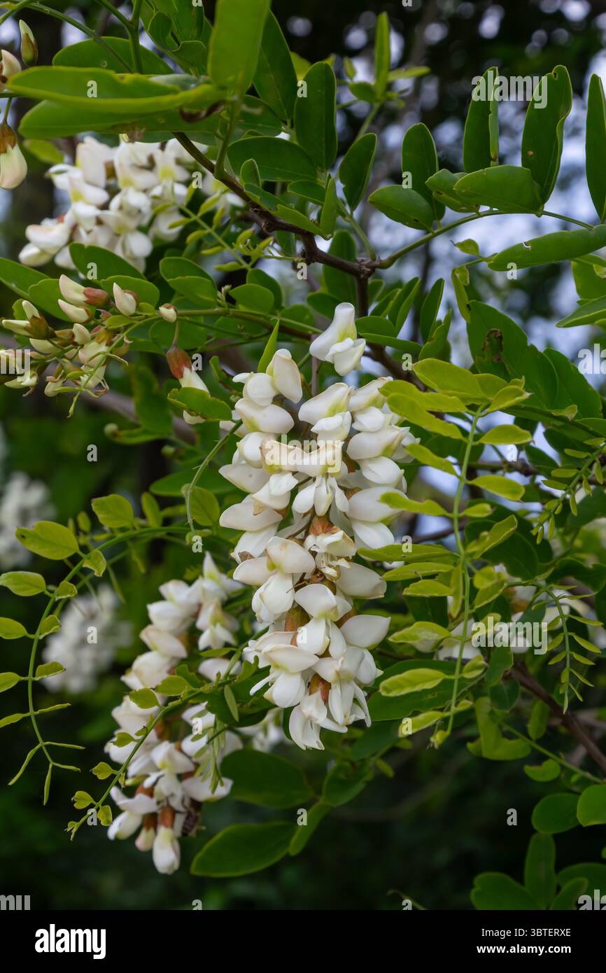 I fiori bianchi e profumati dell'albero della locusta nera attraggono gli impollinatori, mentre le foglie verdi vibranti circondano i fiori, che mostrano la bellezza della natura in una t Foto Stock