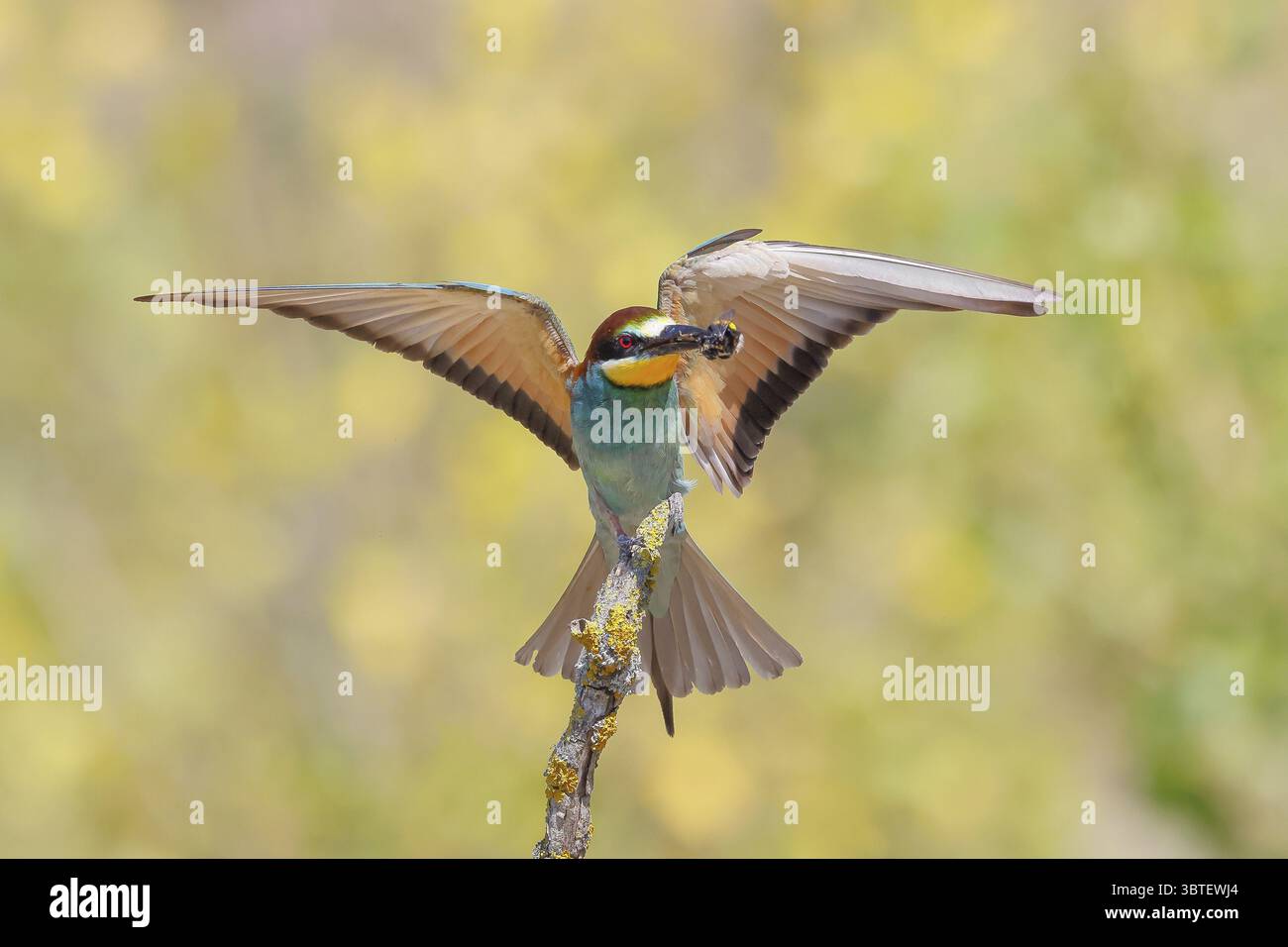 Mangiatore di api (Merops apiaster), un uccello che si avvicina con un bumblebee nel suo becco, fauna selvatica, uccelli migratori, rapaci, animali, Birds Lake Neusiedl National Foto Stock